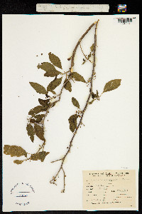 Image of Vassobia breviflora