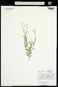 Image of Leptoglossis linifolia