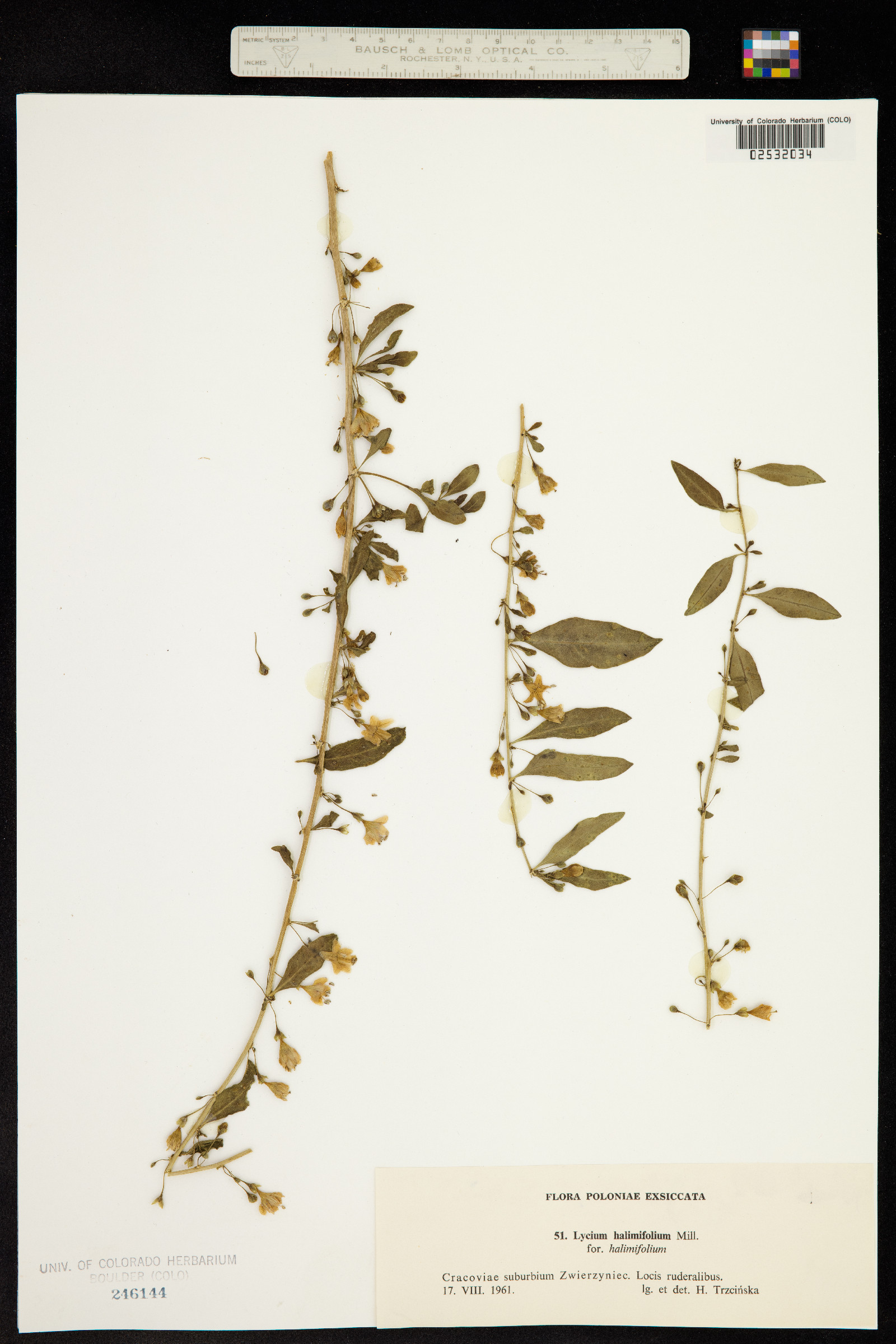 Lycium barbarum image