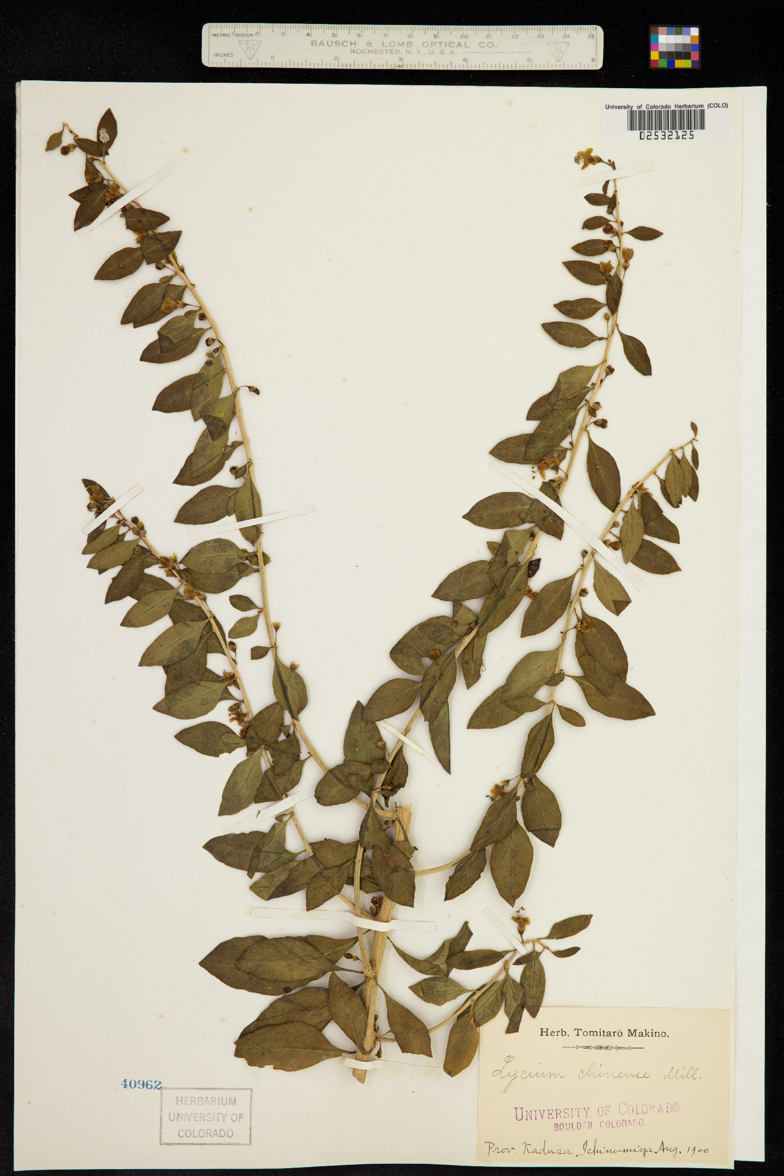Lycium chinense image
