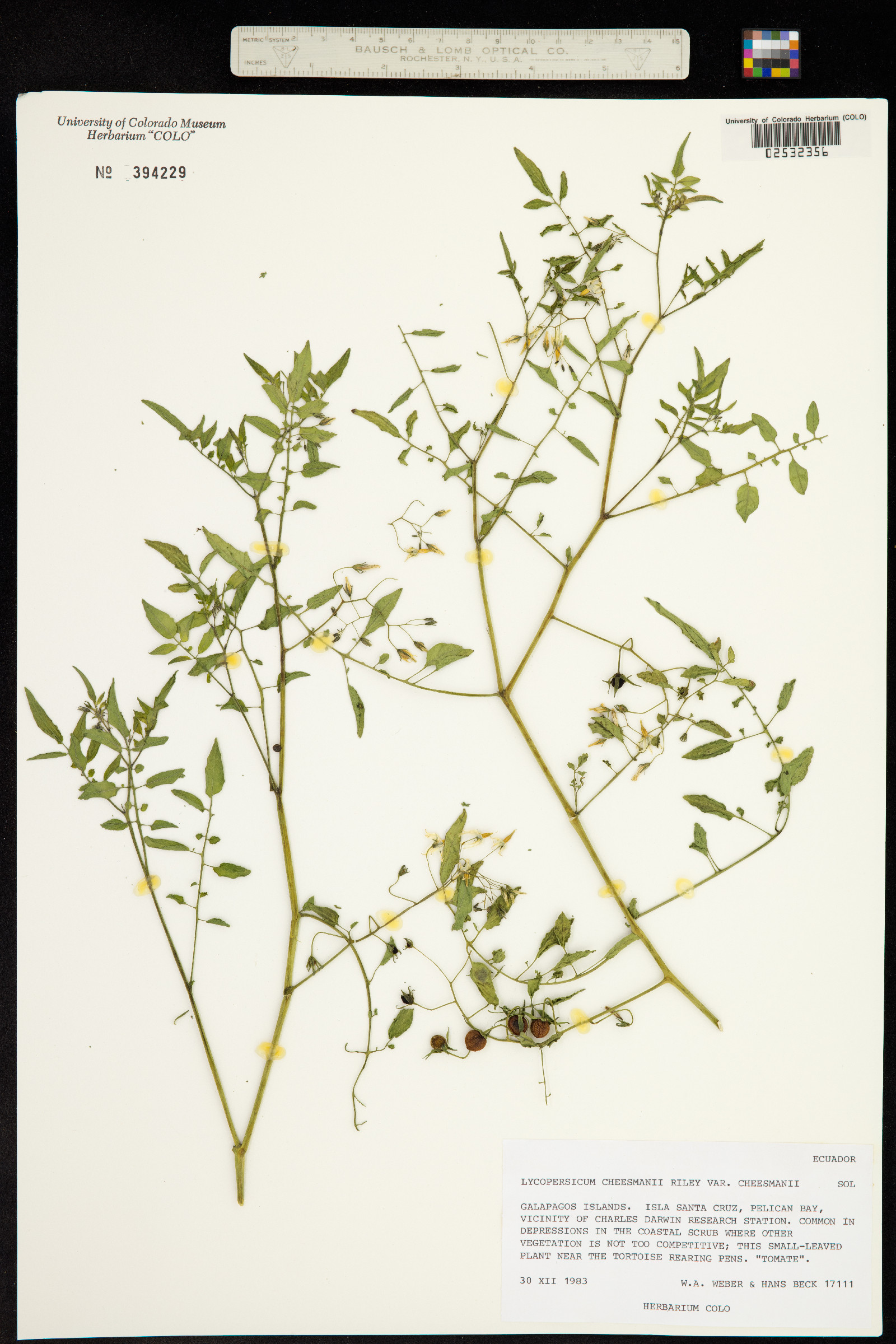 Solanum lycopersicum image