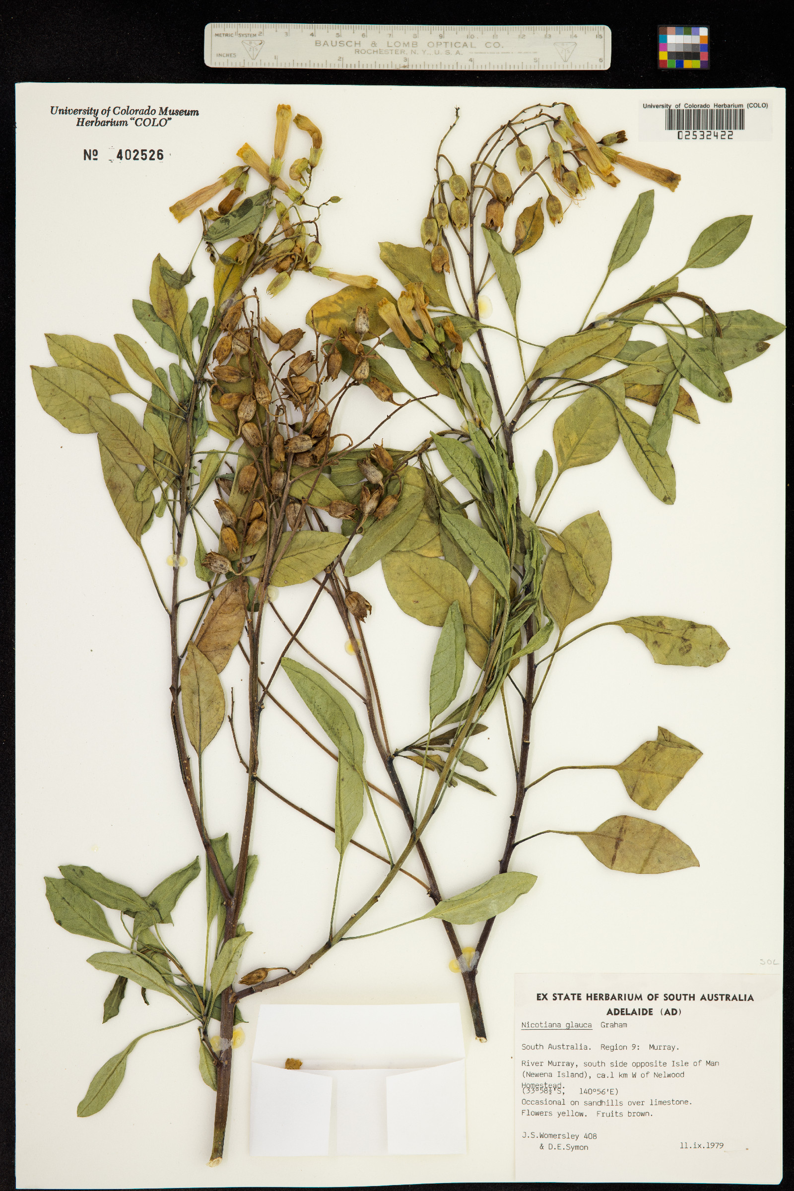 Nicotiana glauca image