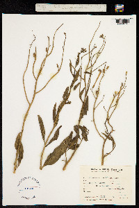 Image of Nicotiana noctiflora
