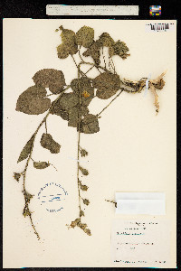 Image of Nicotiana glutinosa