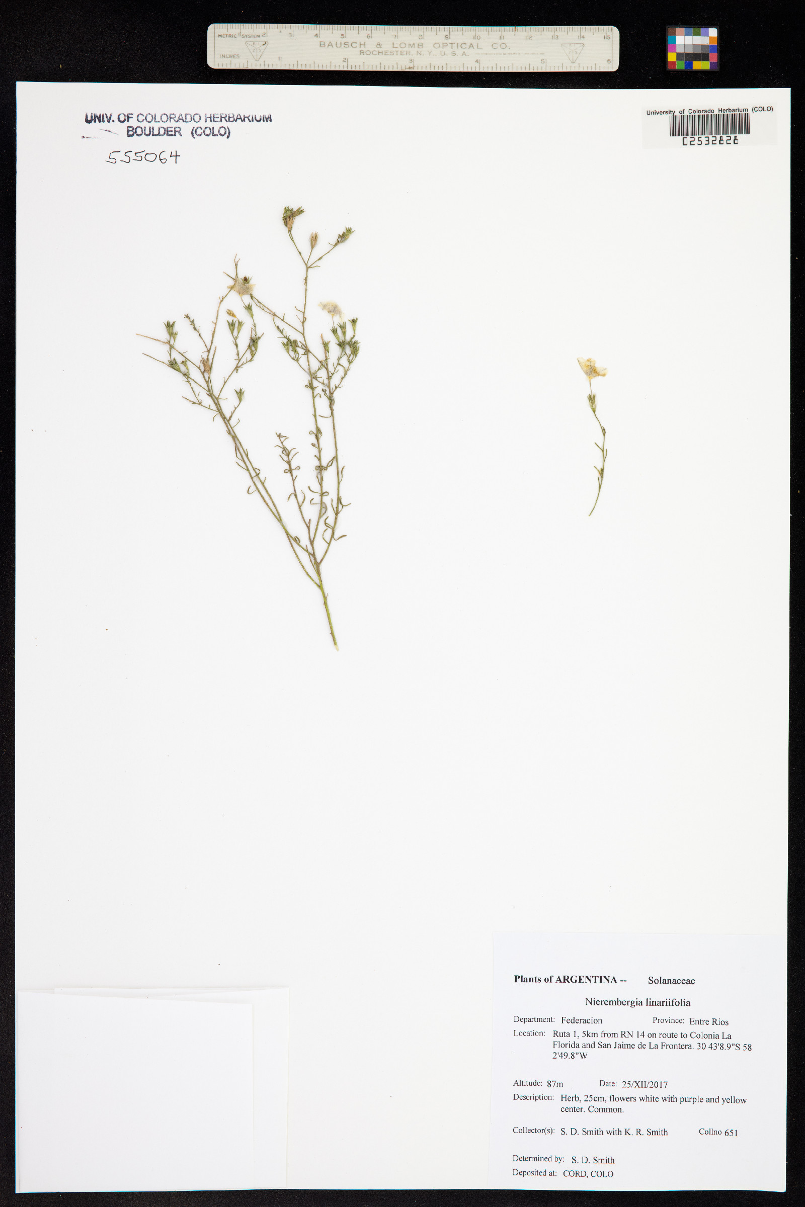 Nierembergia linariifolia image