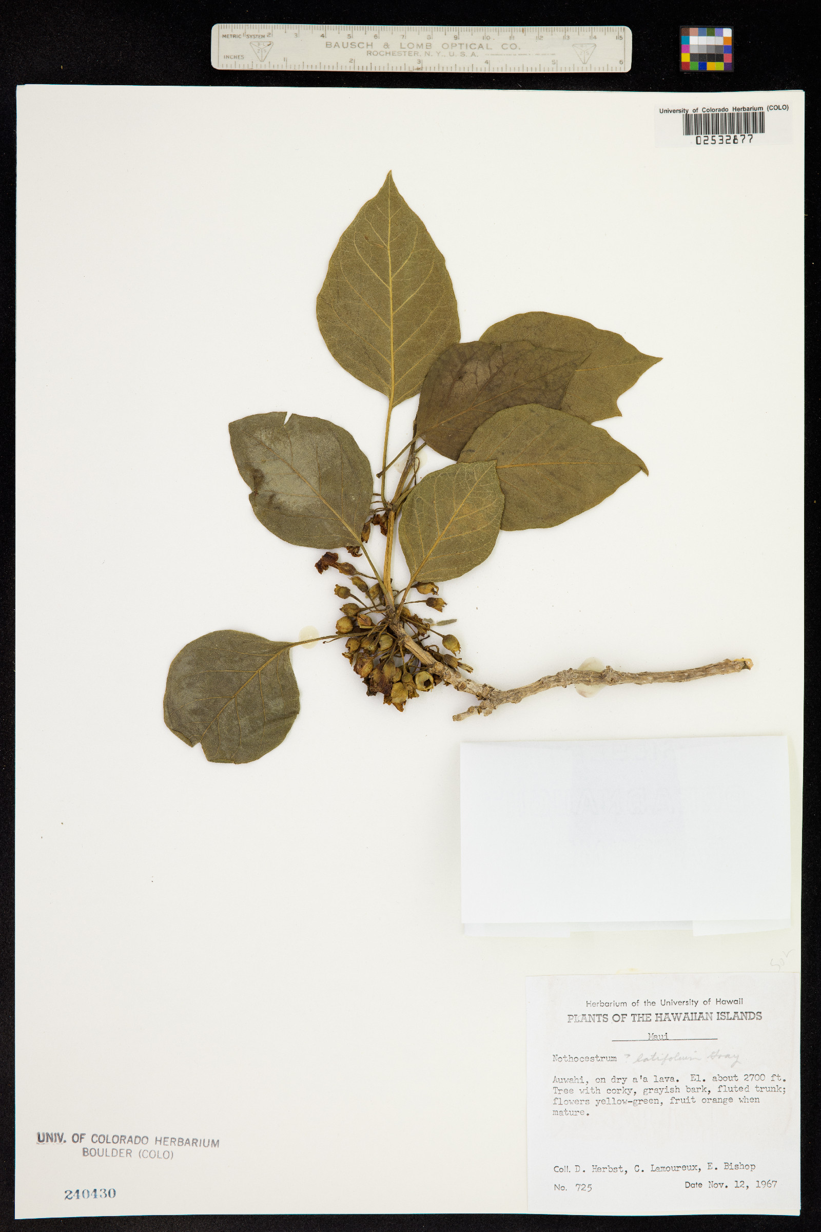 Nothocestrum latifolium image