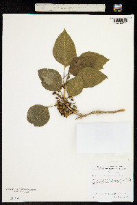 Image of Nothocestrum latifolium