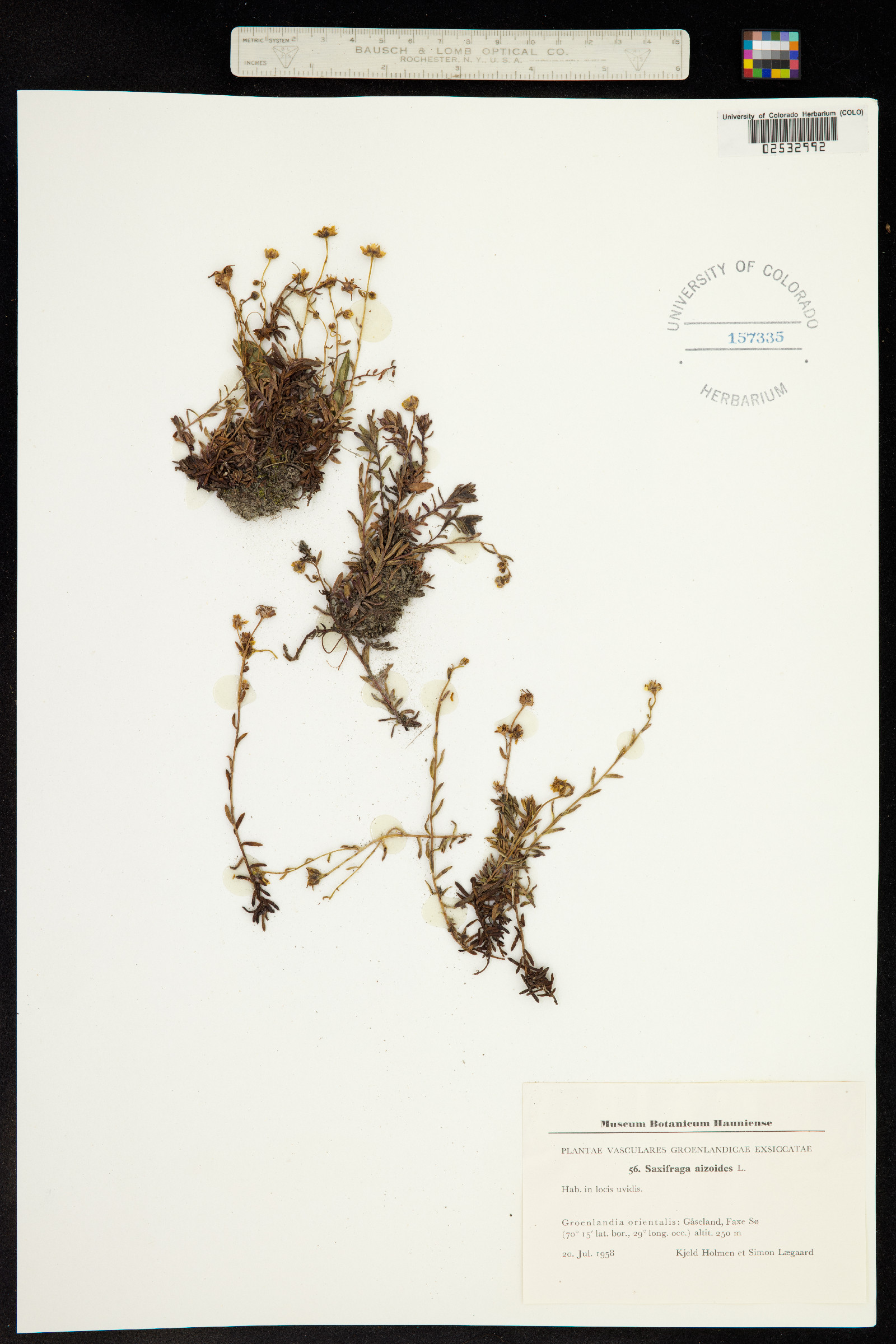 Saxifraga aizoides image