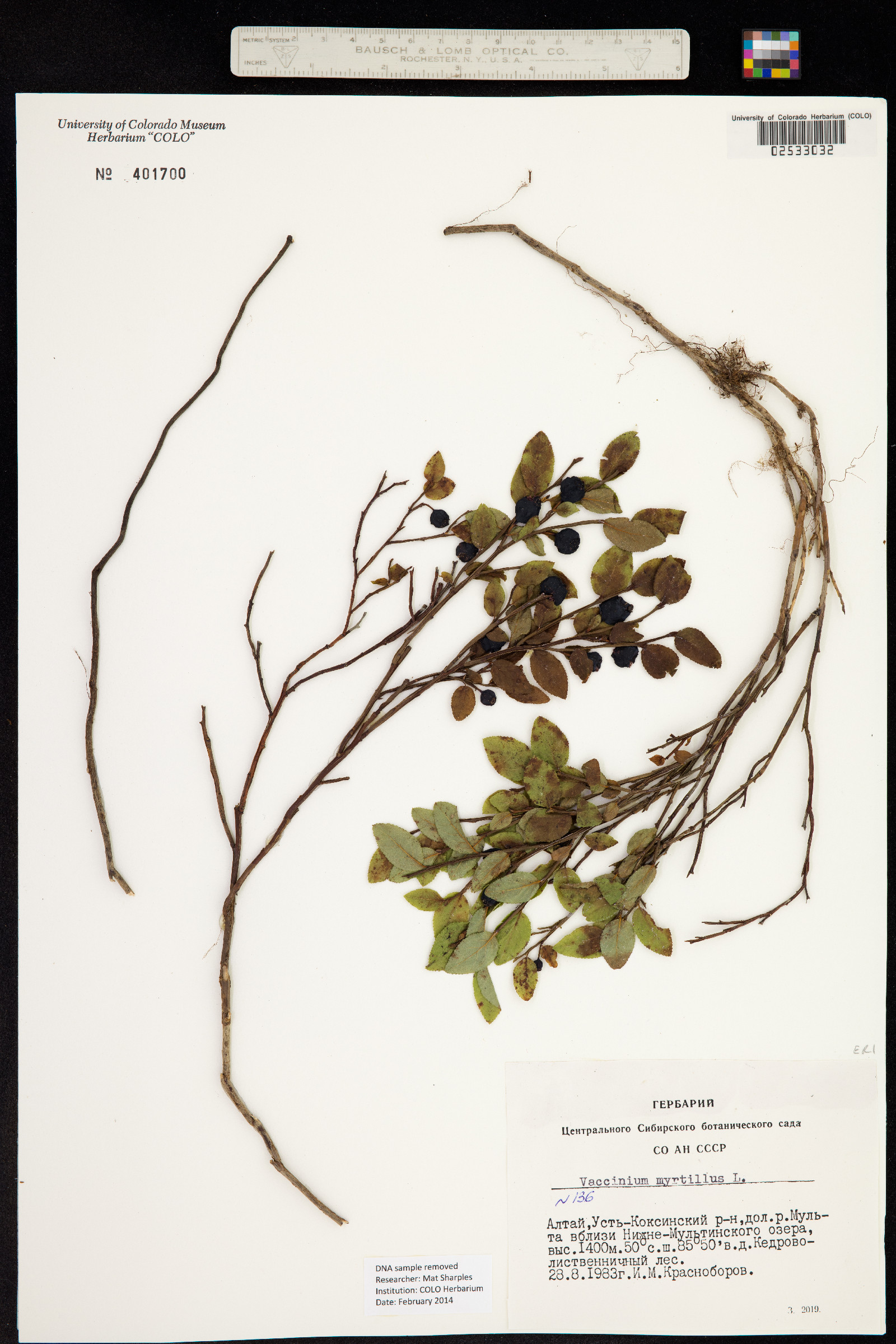 Vaccinium myrtillus image