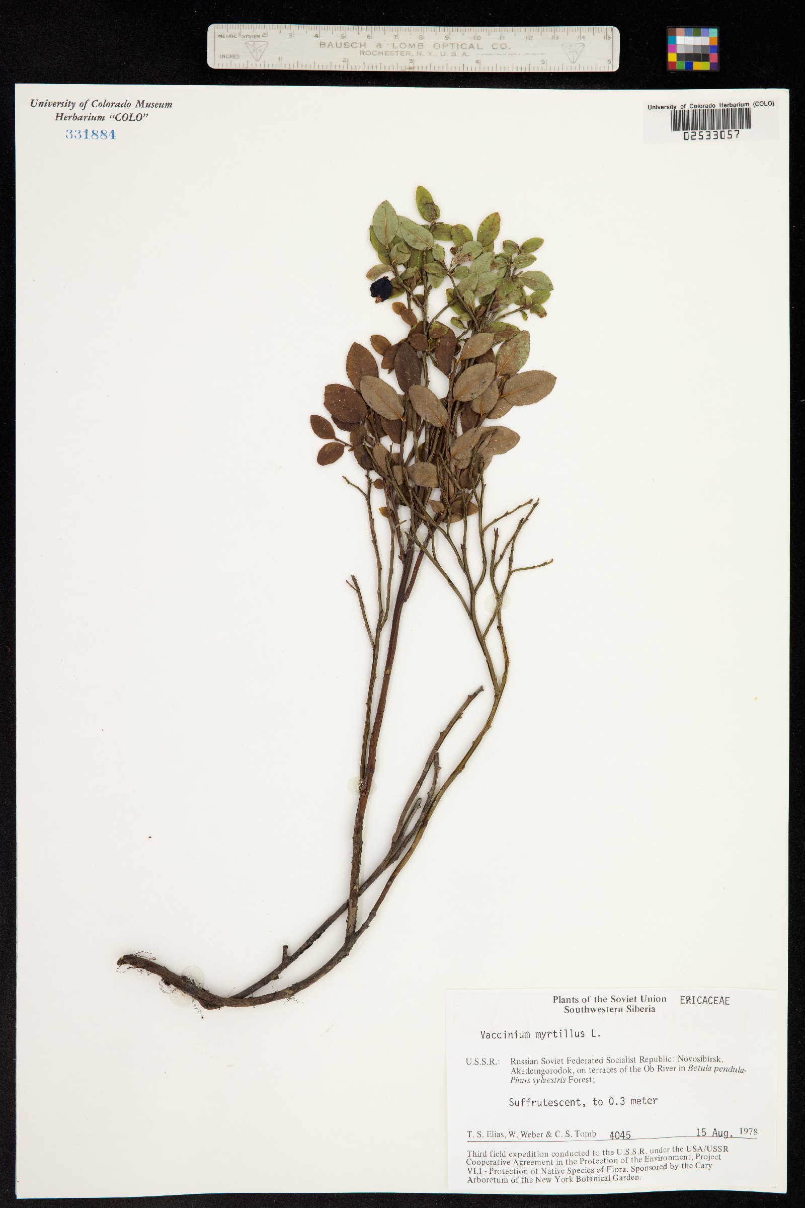 Vaccinium myrtillus image