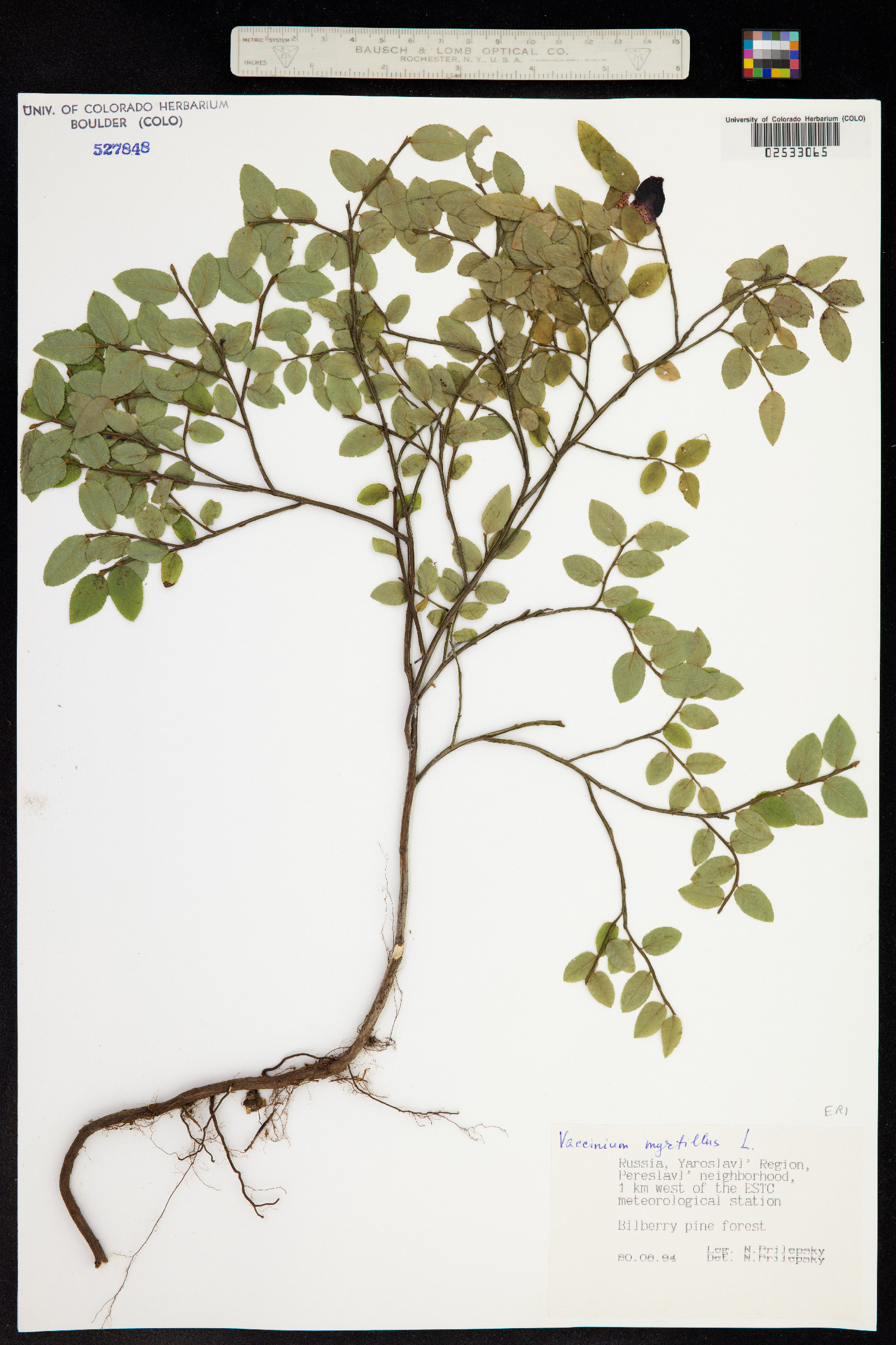 Vaccinium myrtillus image