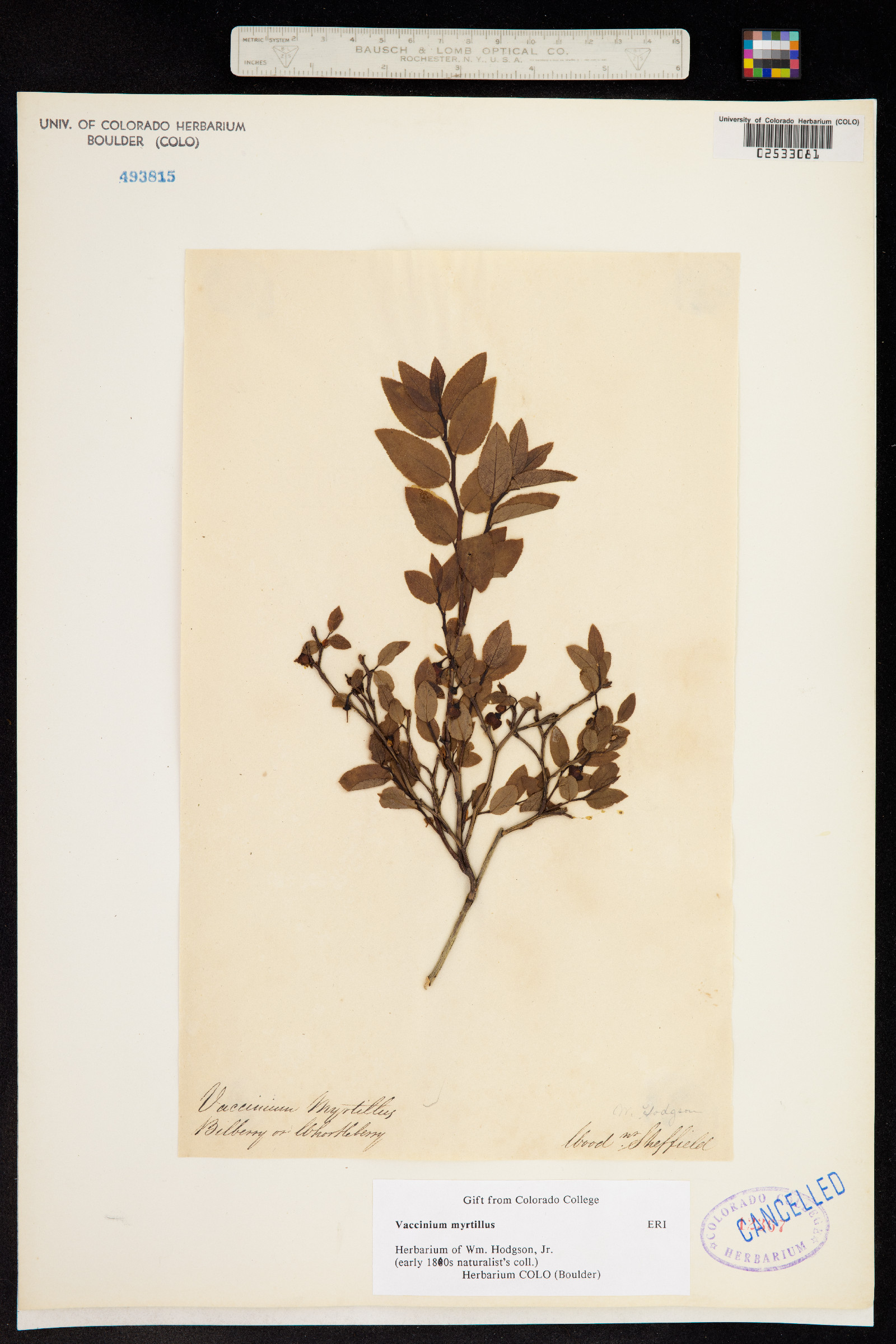 Vaccinium myrtillus image