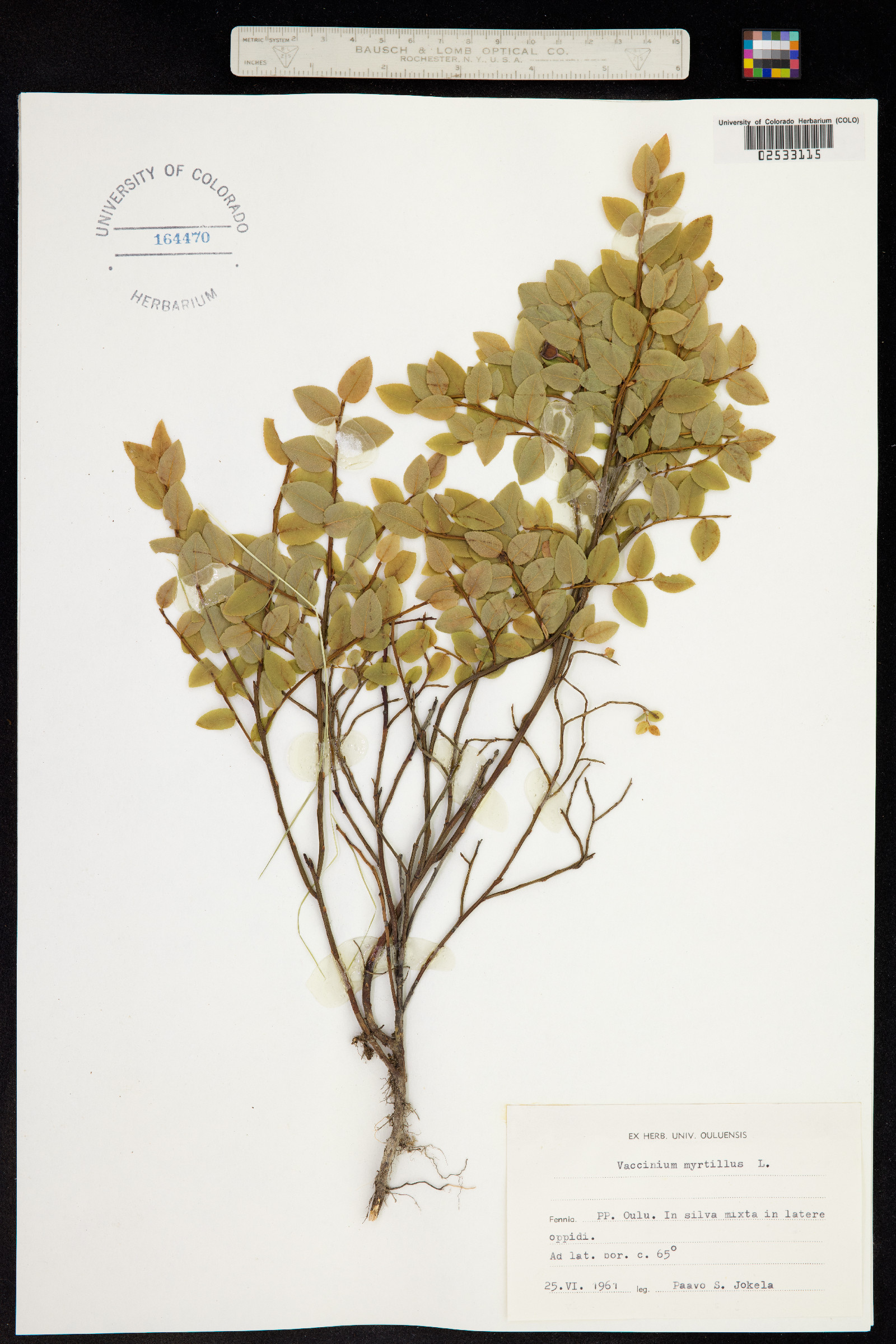 Vaccinium myrtillus image