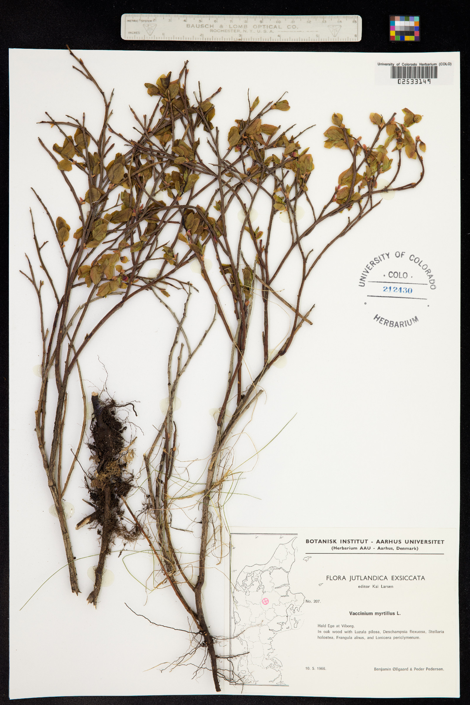 Vaccinium myrtillus image