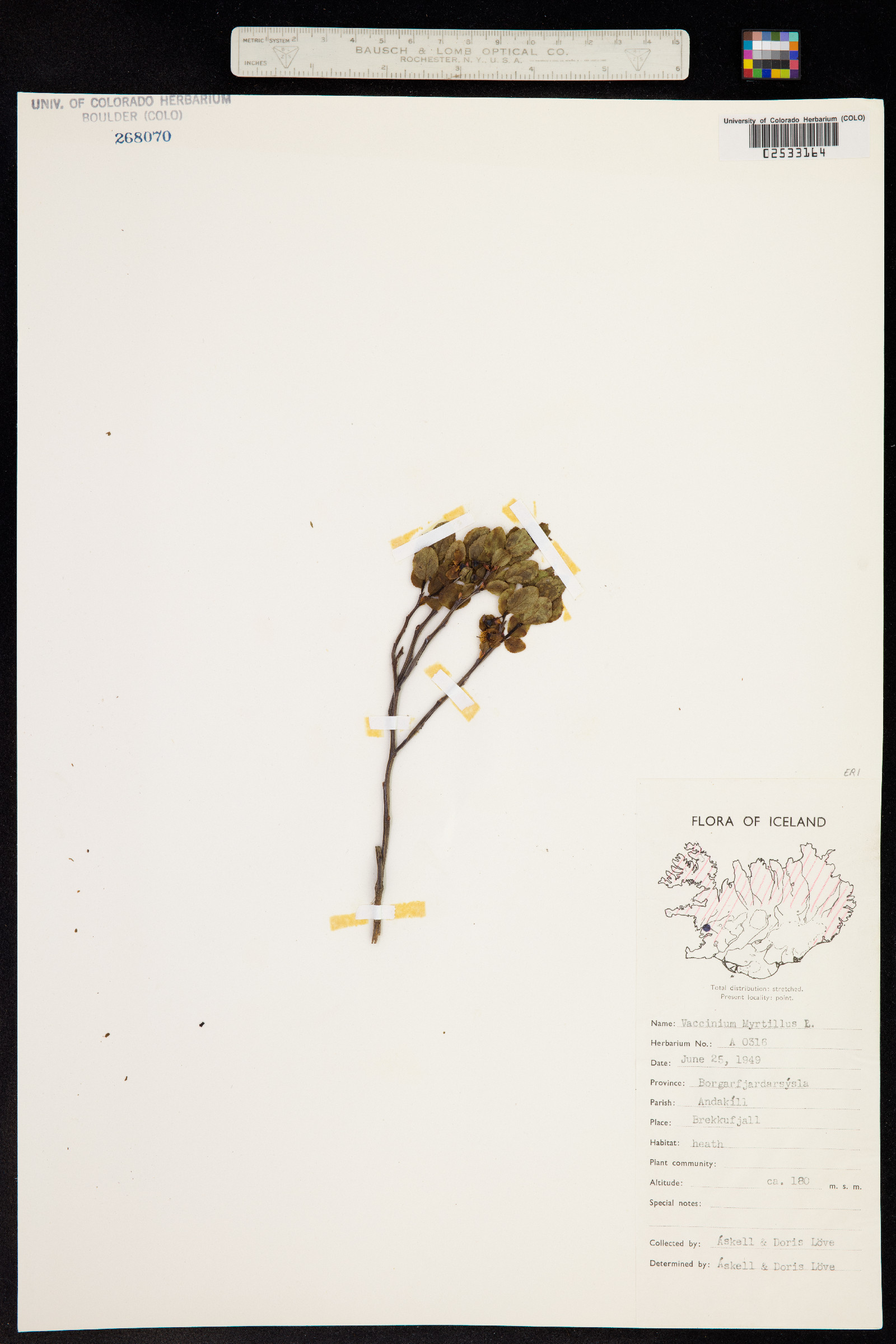 Vaccinium myrtillus image