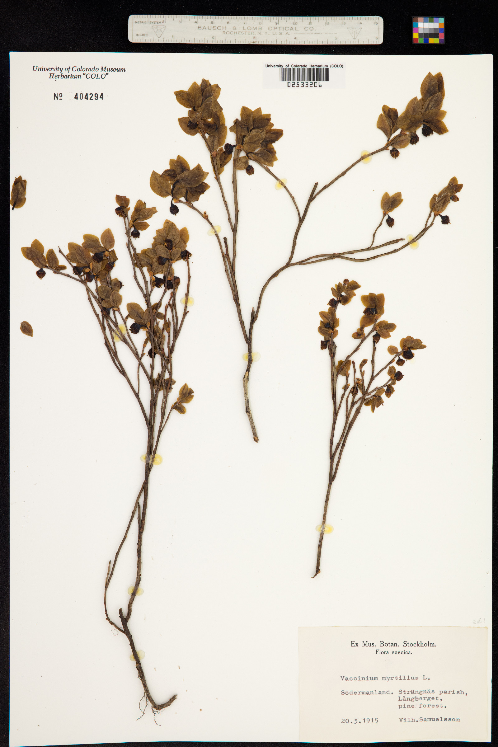 Vaccinium myrtillus image
