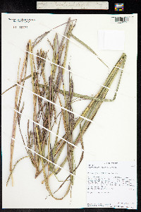 Andropogon gerardii image