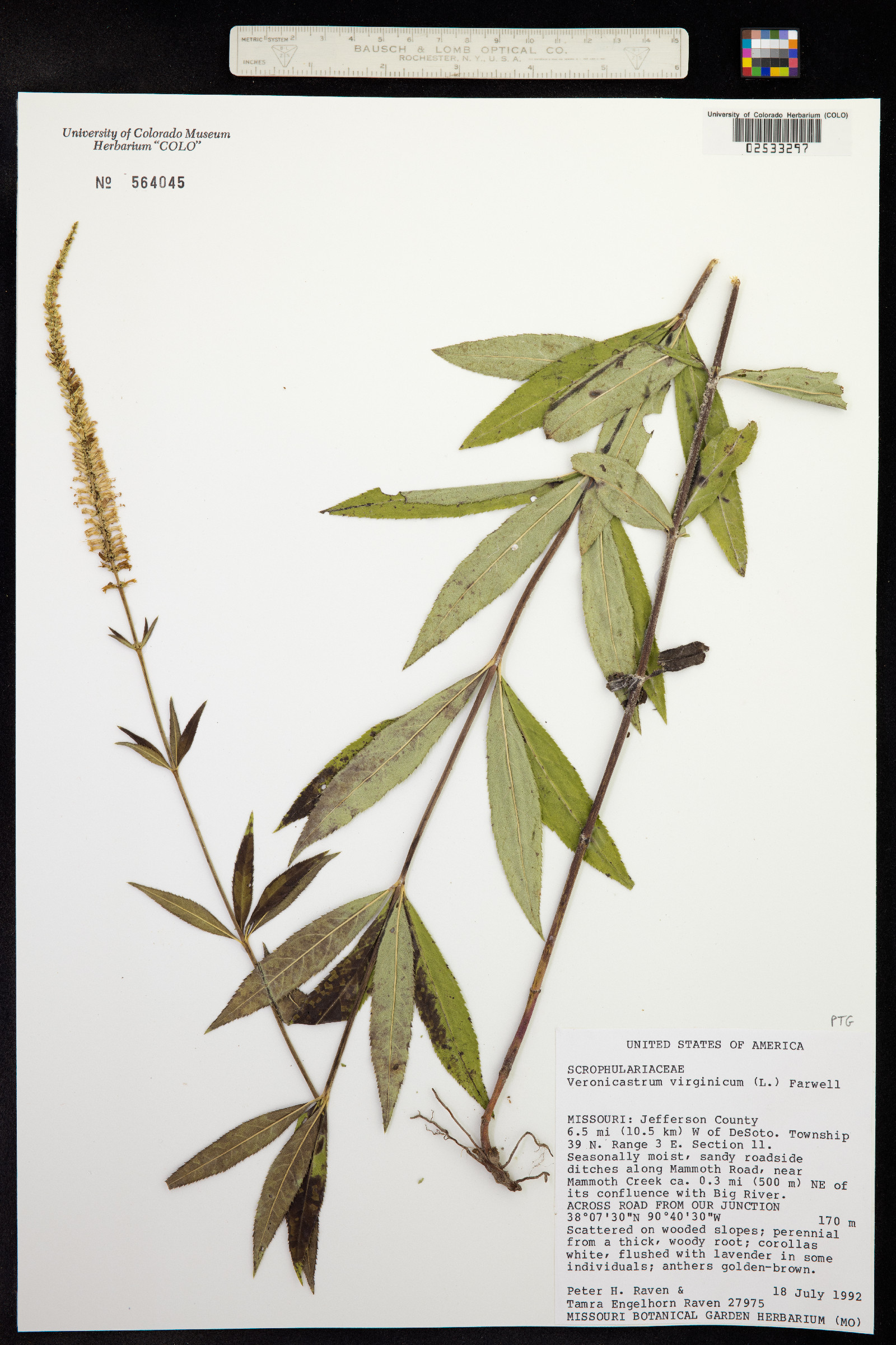 Veronicastrum image