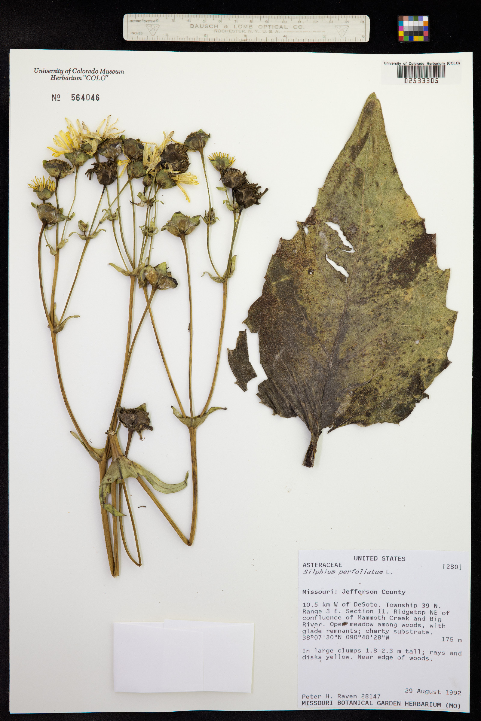 Silphium perfoliatum image