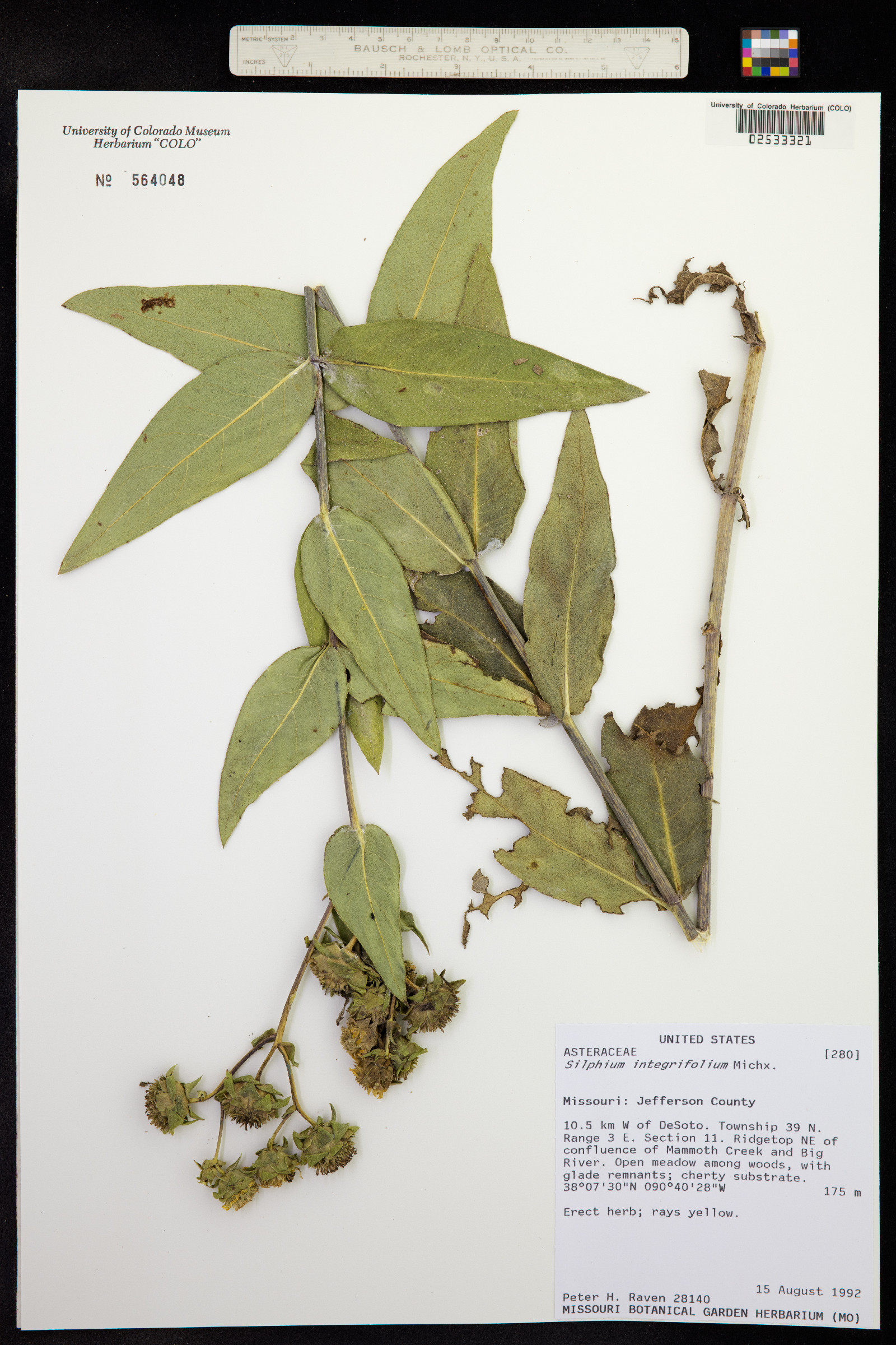 Silphium integrifolium image