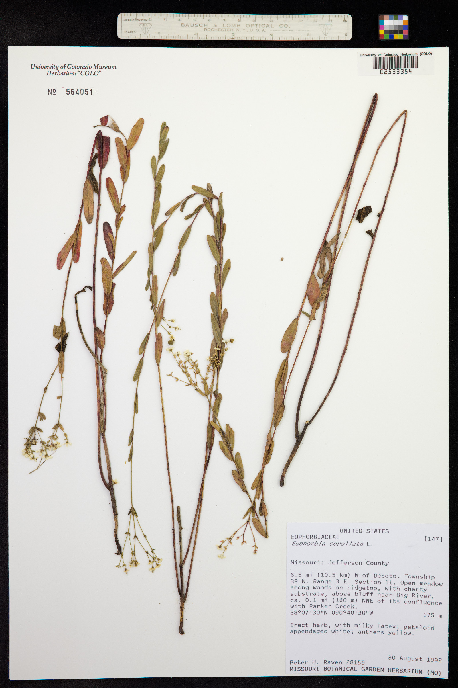 Euphorbia corollata image