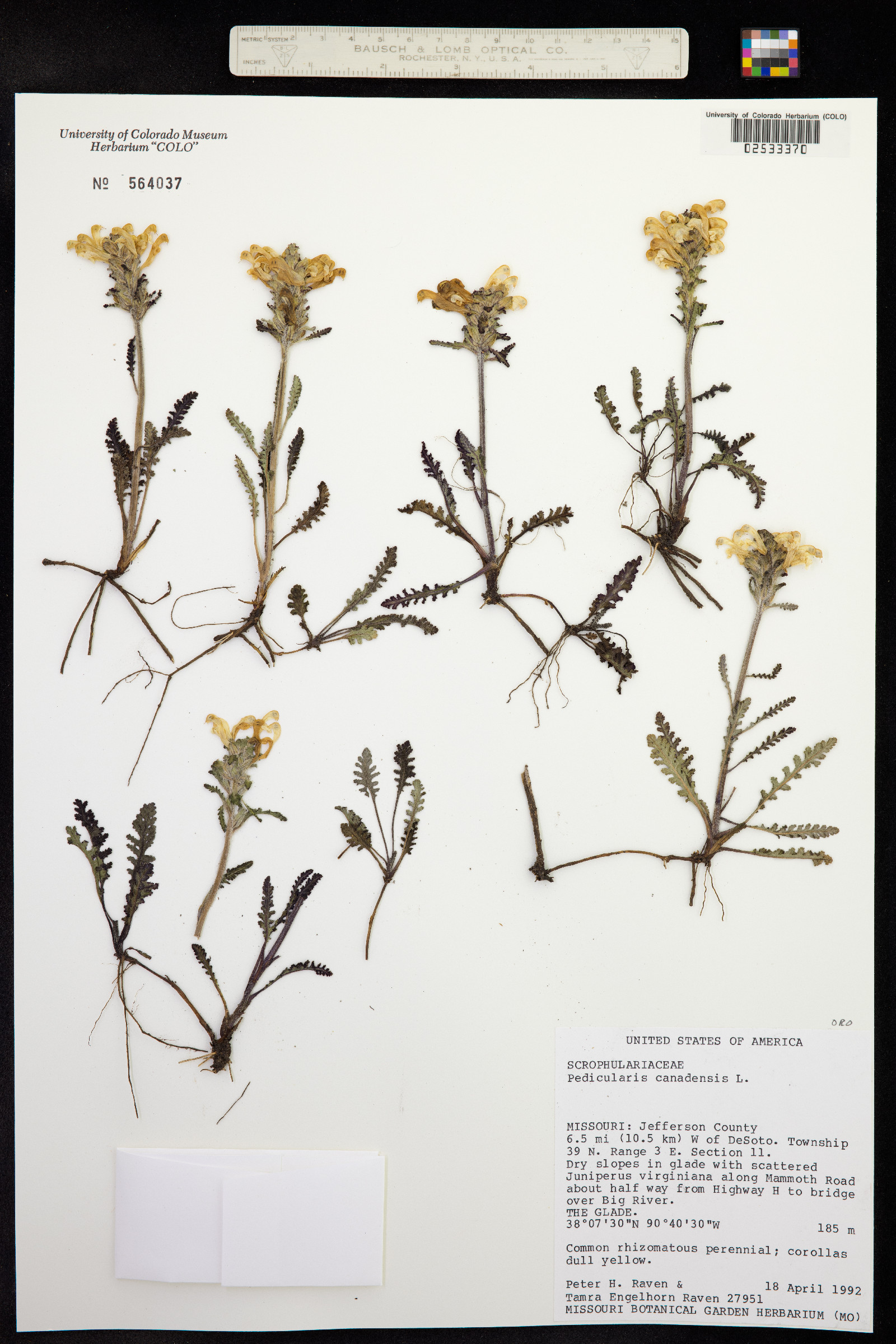 Pedicularis canadensis image