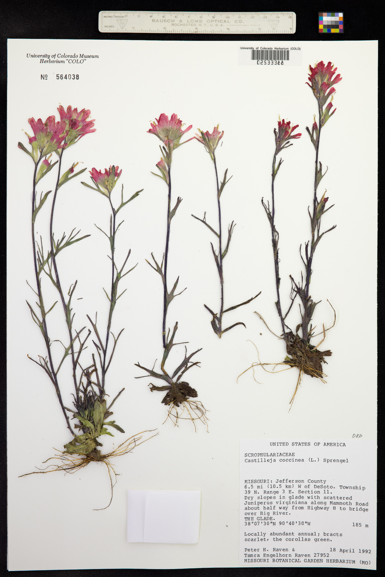 Castilleja coccinea image