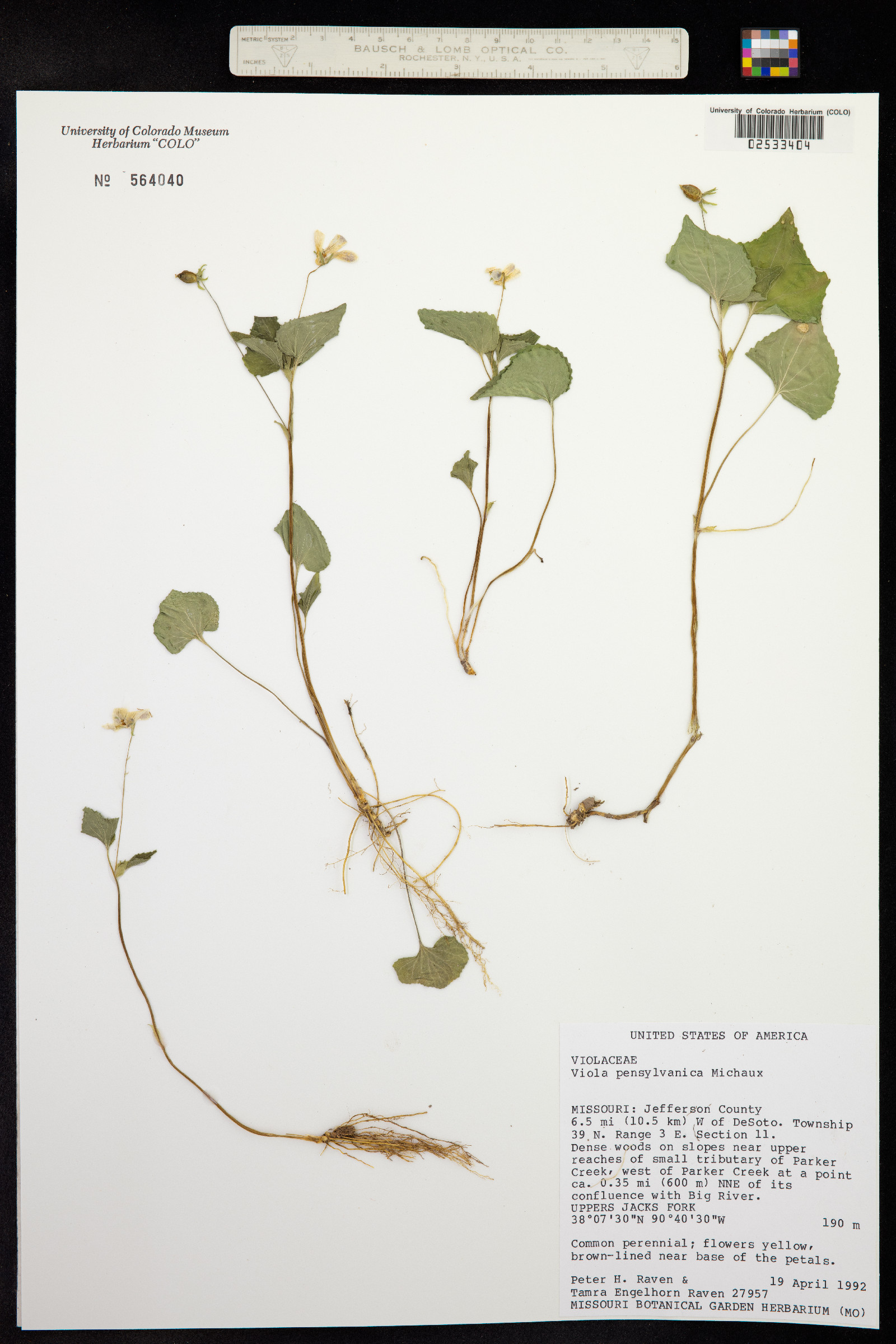 Viola pubescens image