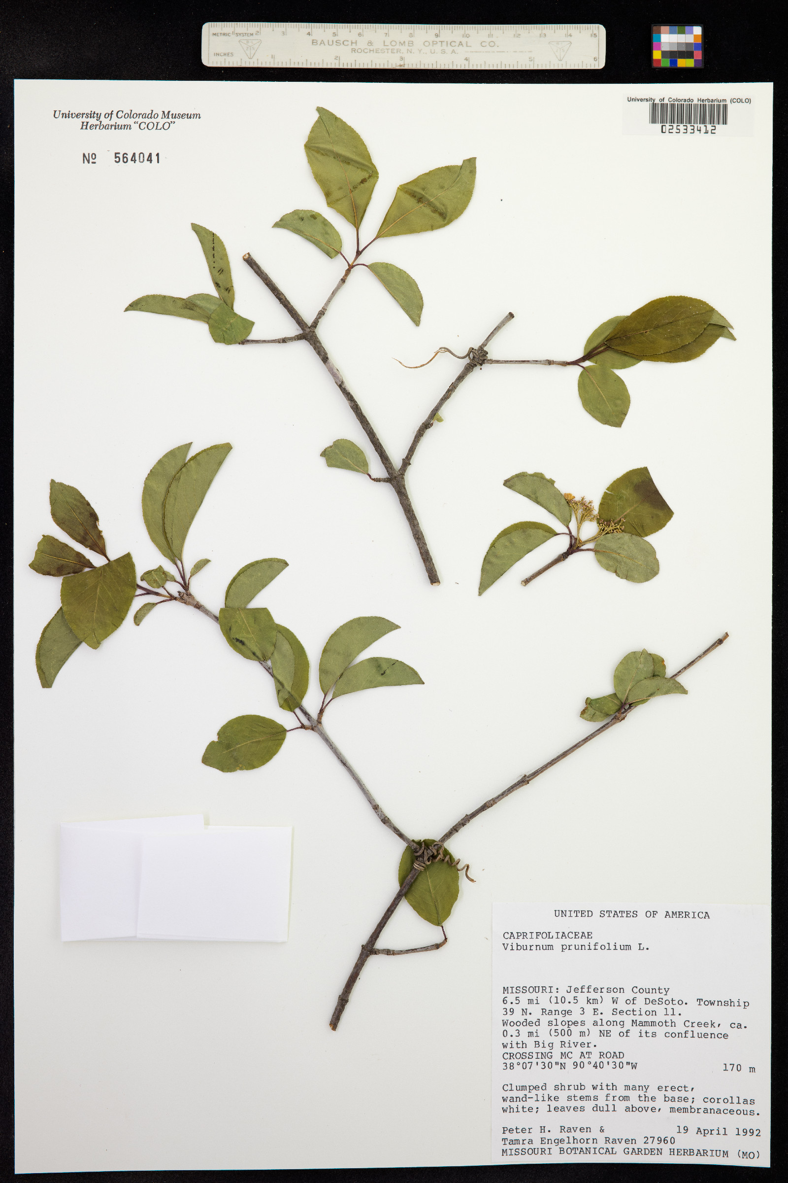 Viburnum prunifolium image