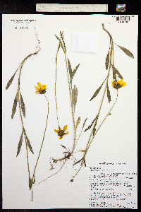 Image of Coreopsis lanceolata