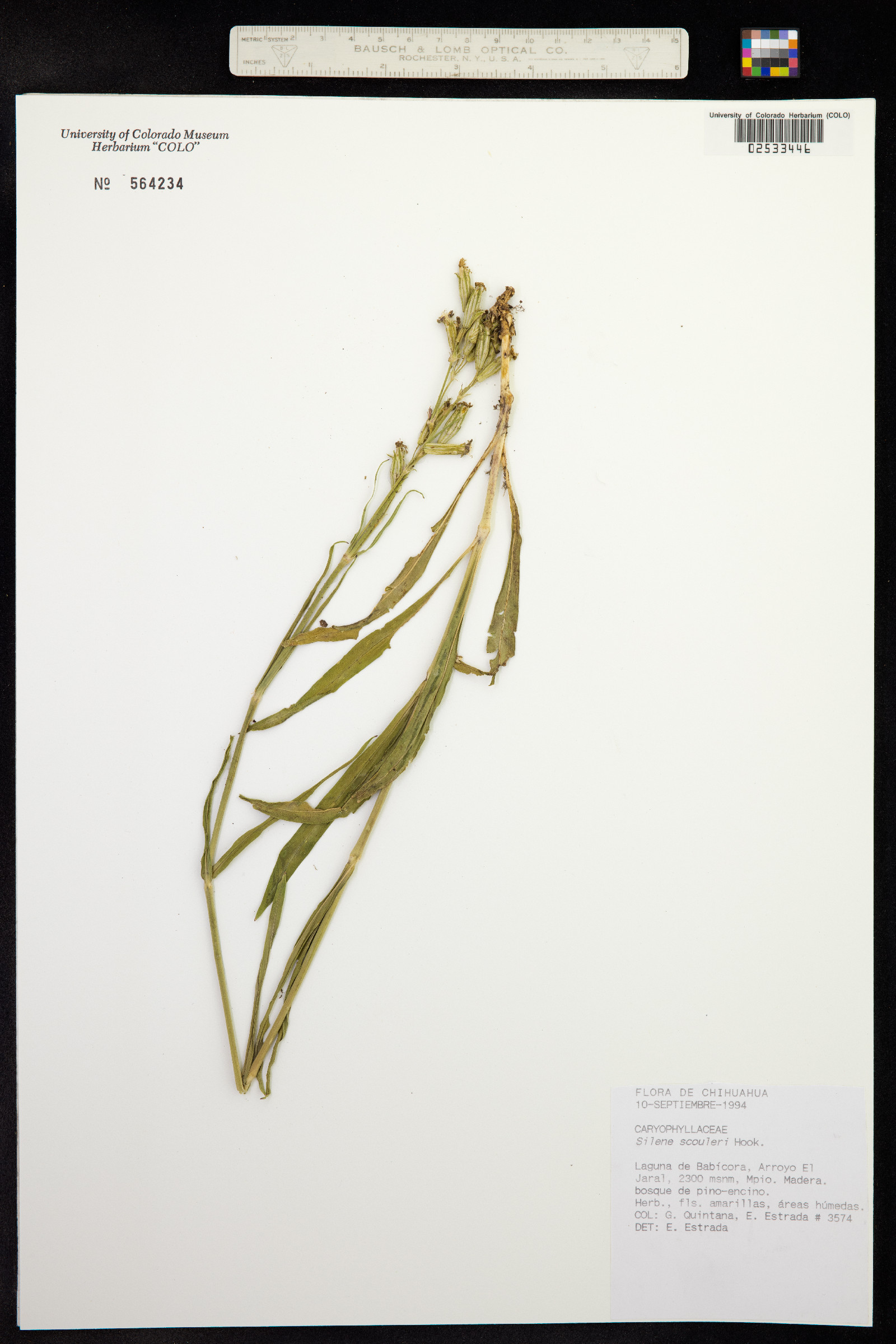 Silene scouleri image