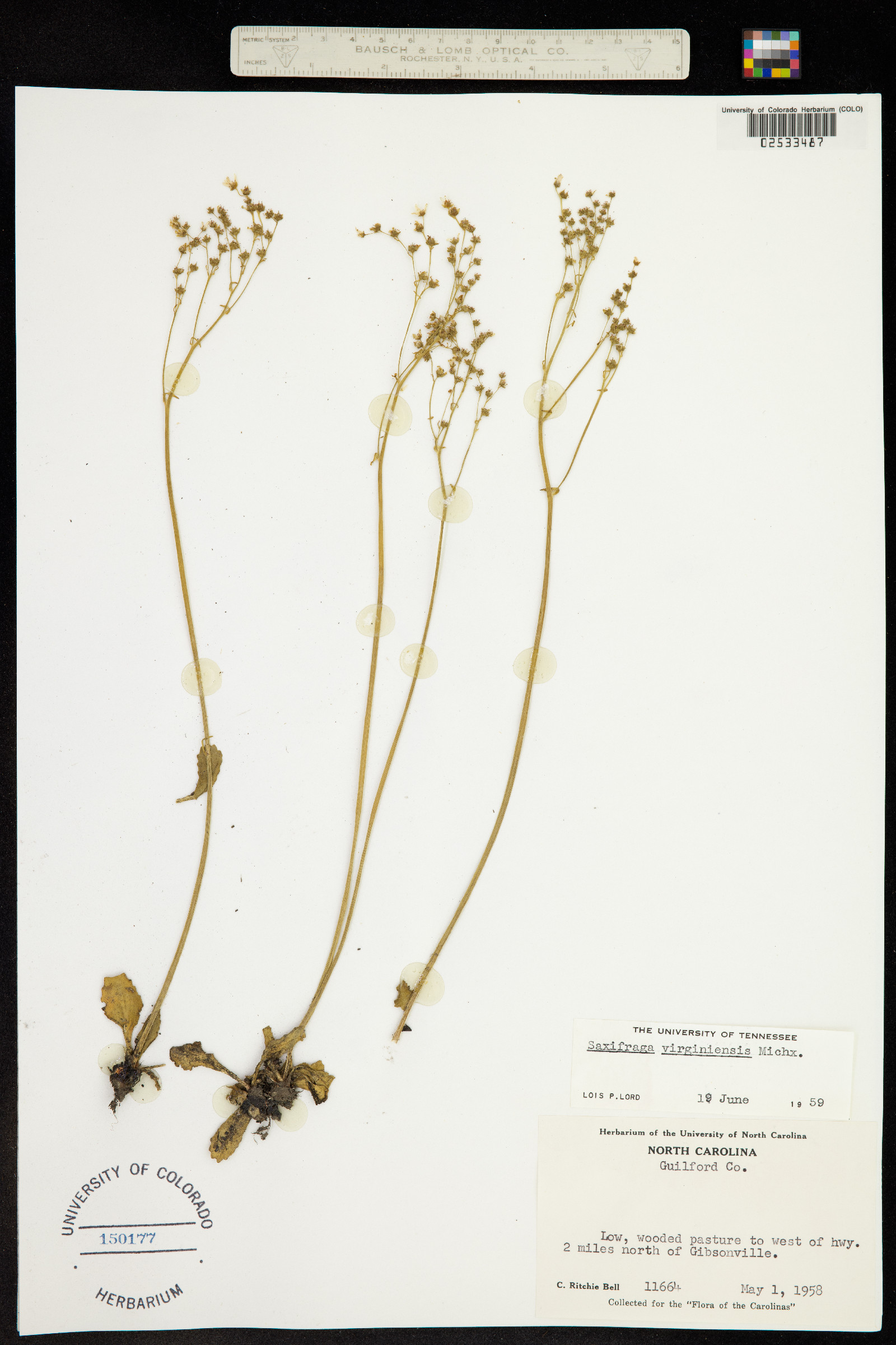 Micranthes virginiensis image