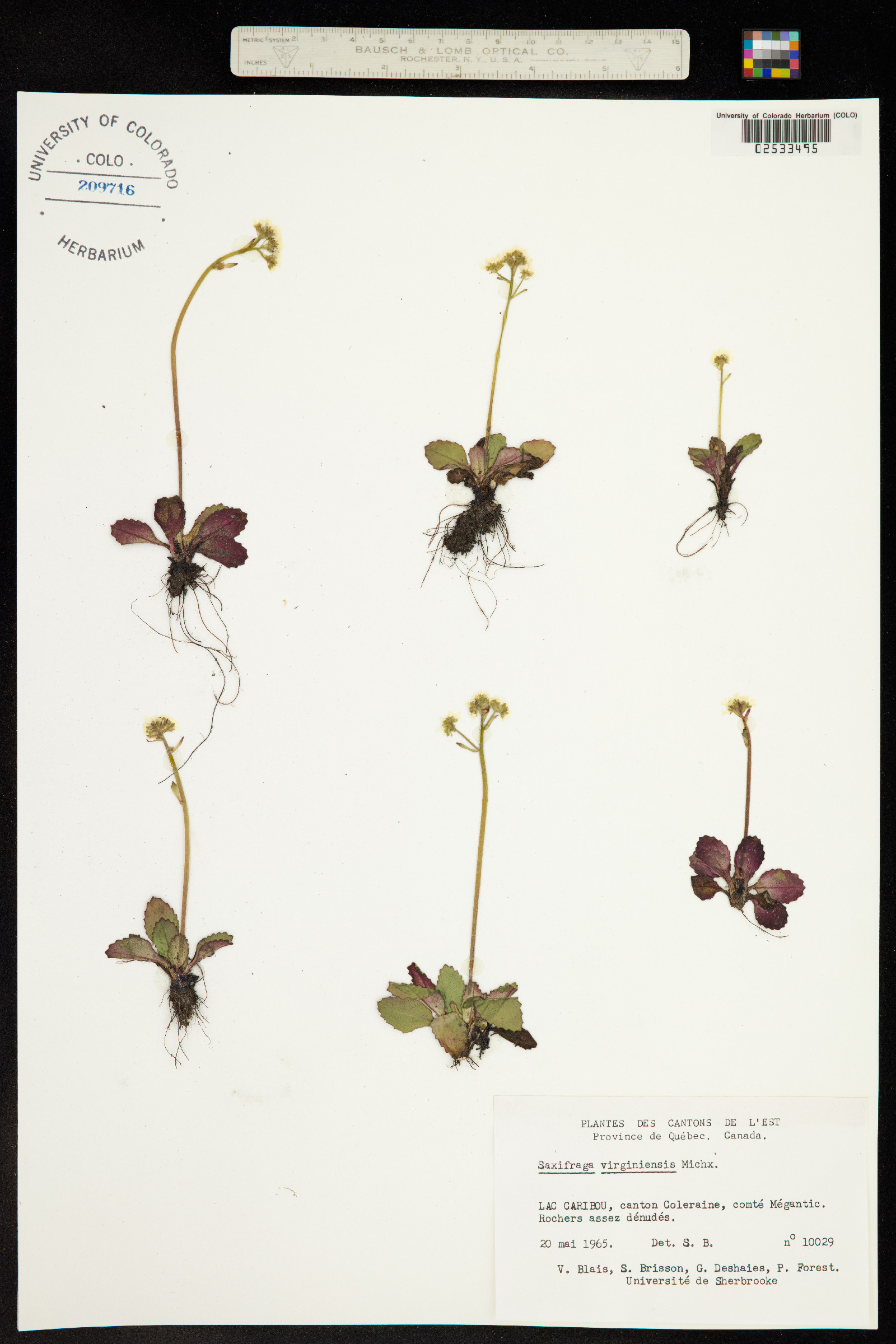 Micranthes virginiensis image