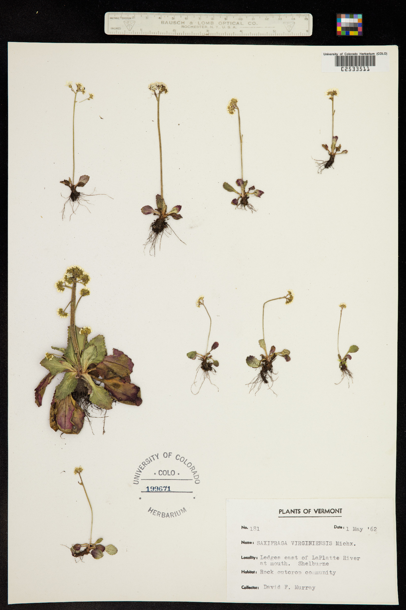 Micranthes virginiensis image