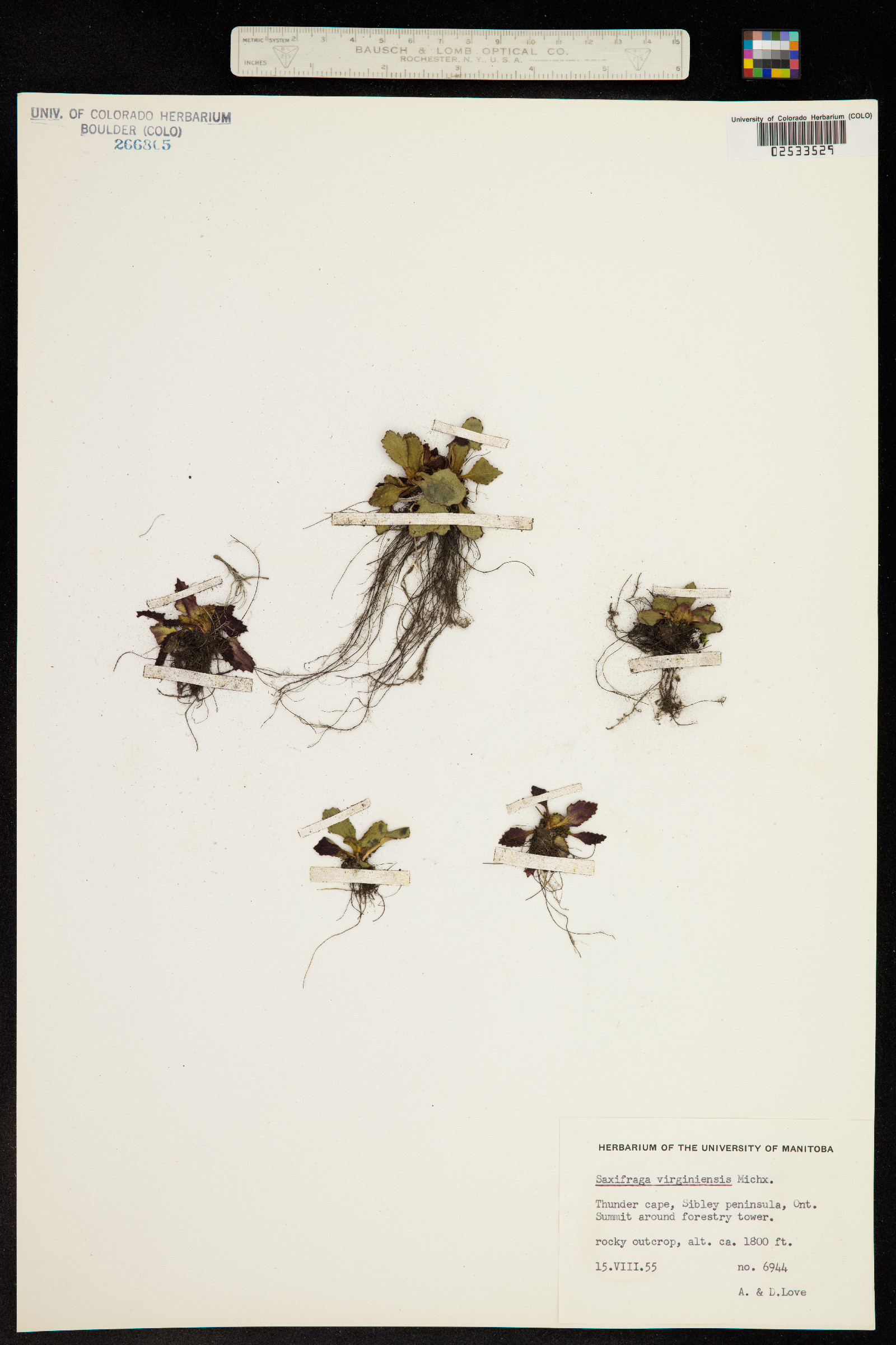Micranthes virginiensis image