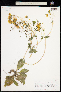 Calceolaria corymbosa image