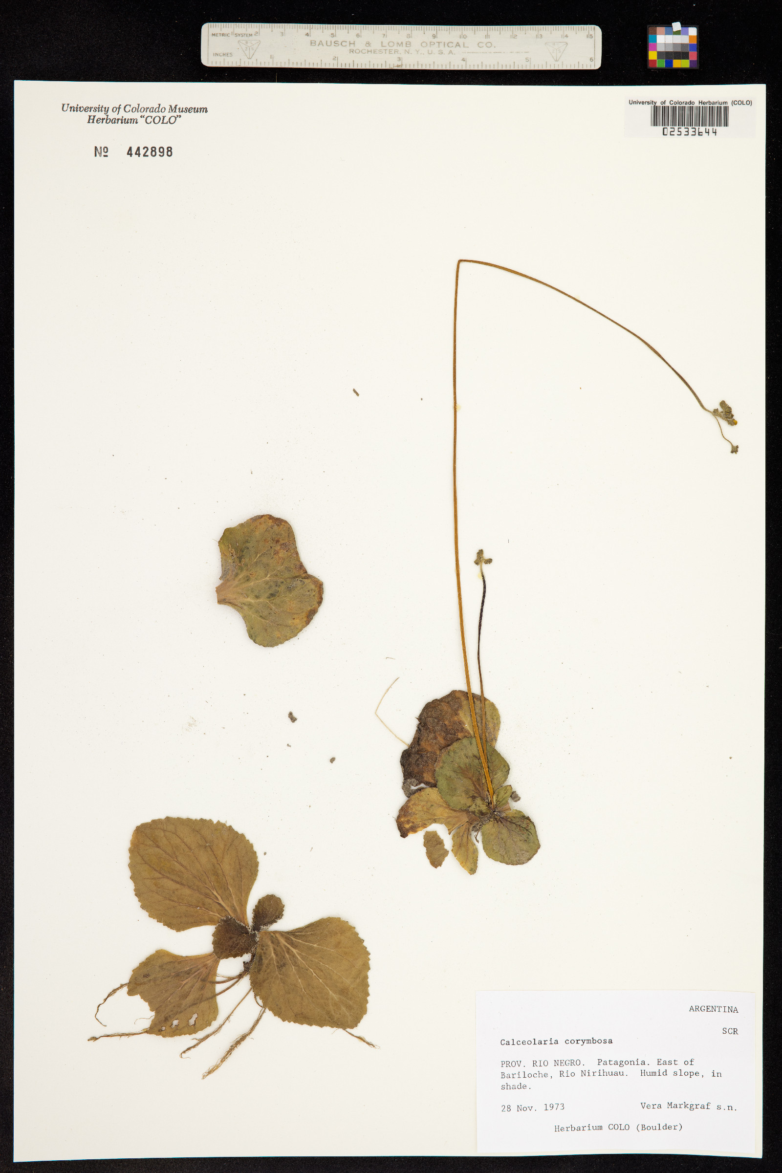 Calceolaria corymbosa image