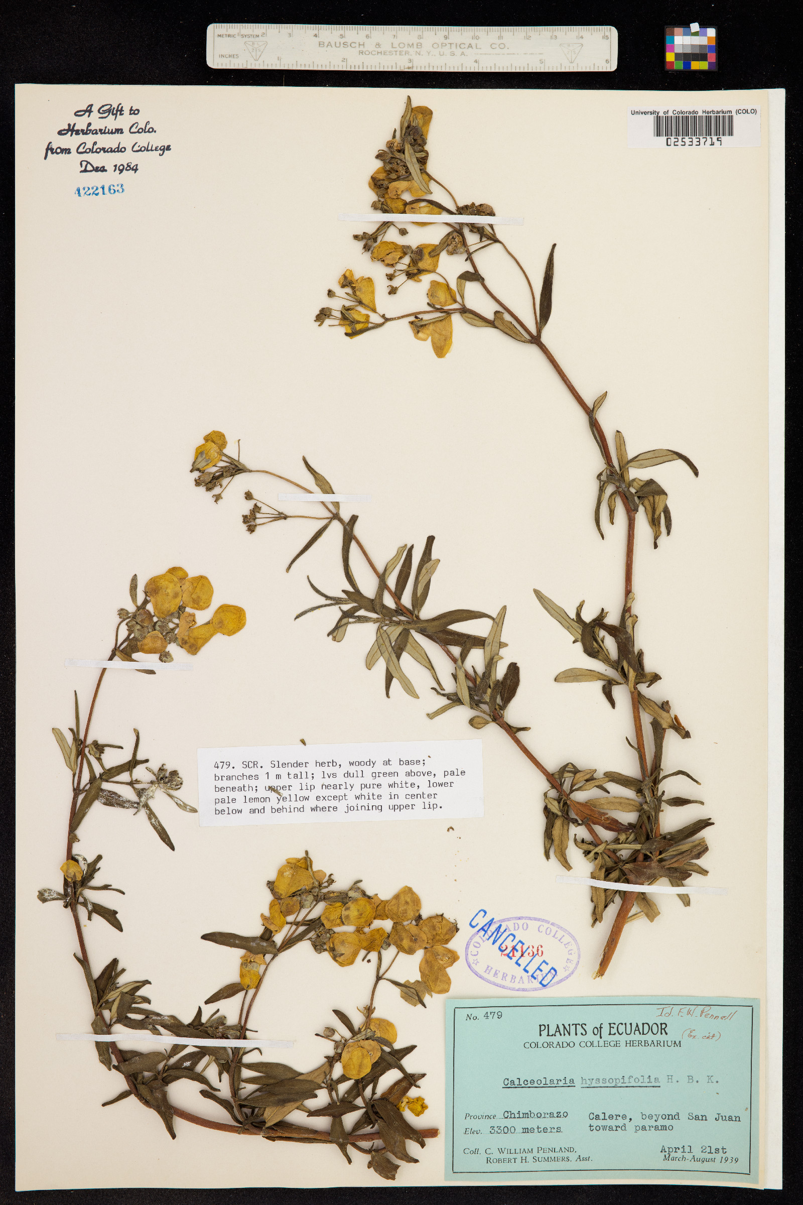 Calceolaria hyssopifolia image