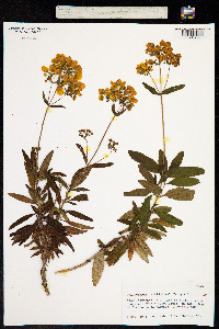 Calceolaria integrifolia image