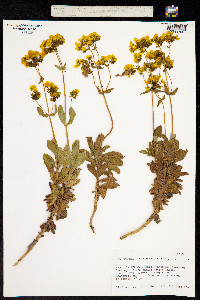 Calceolaria integrifolia image