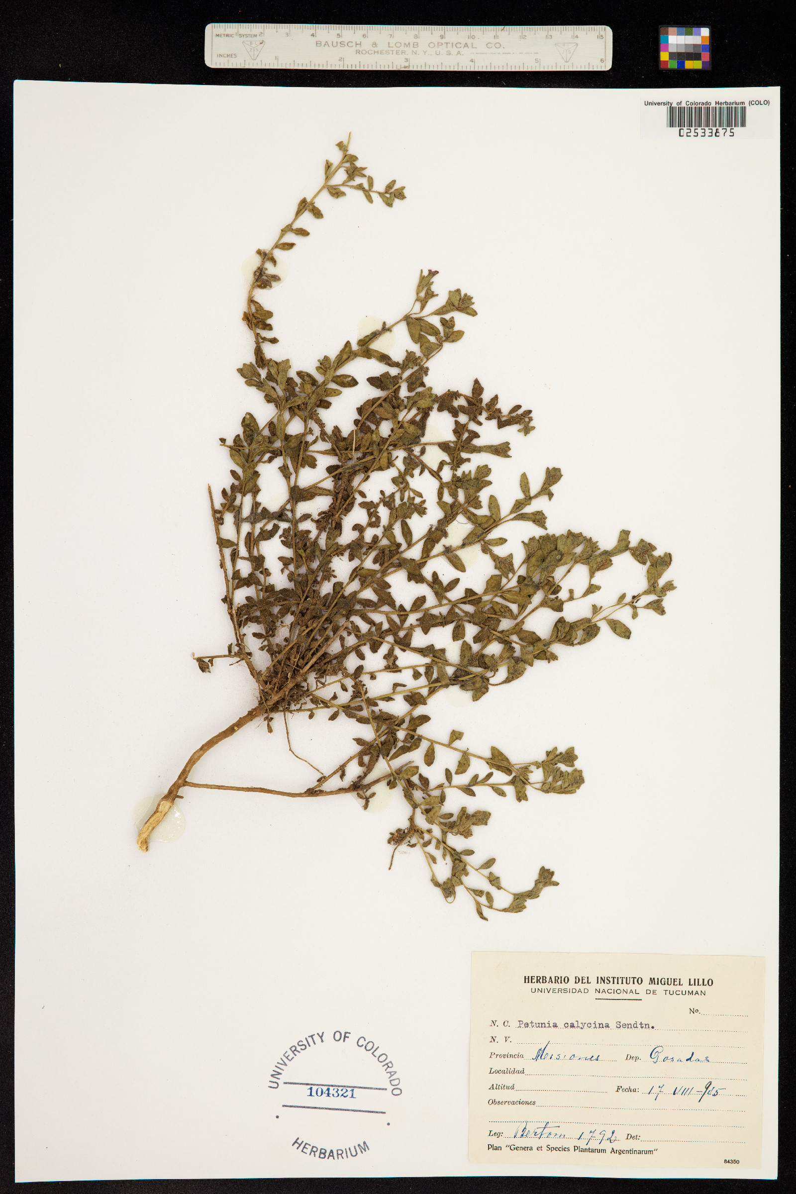 Calibrachoa calycina image