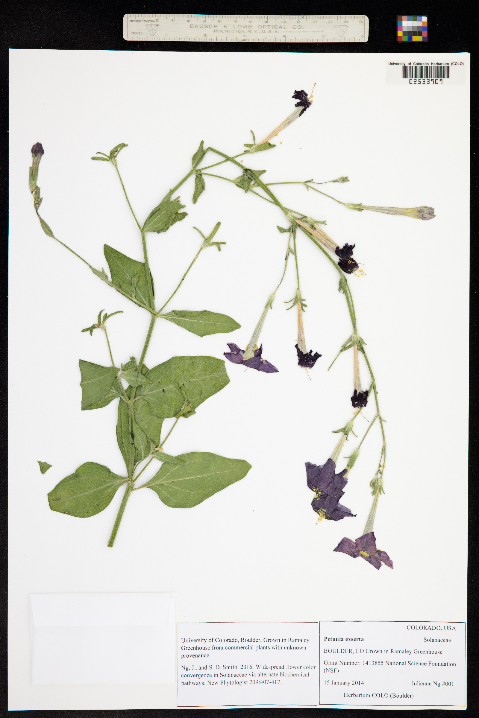 Petunia exserta image