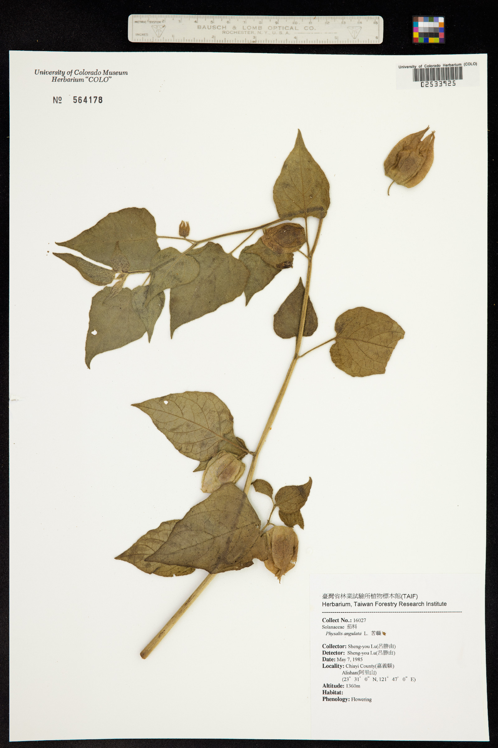 Physalis angulata image