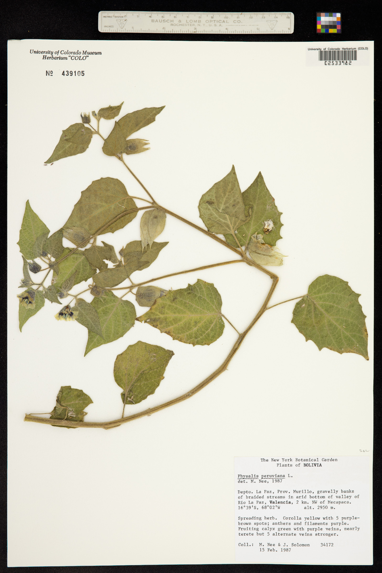 Physalis peruviana image