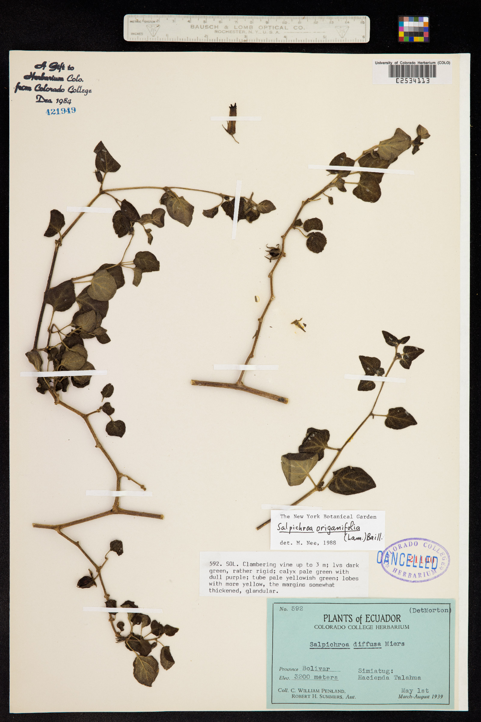 Salpichroa origanifolia image