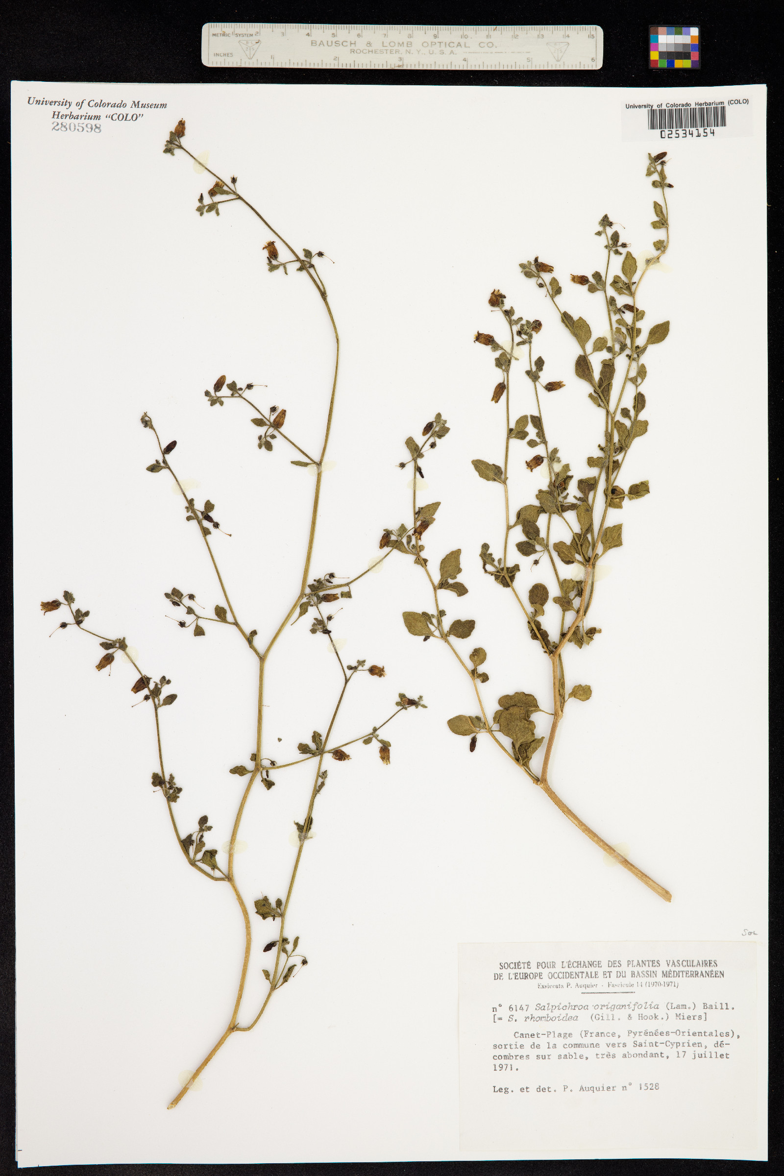 Salpichroa origanifolia image