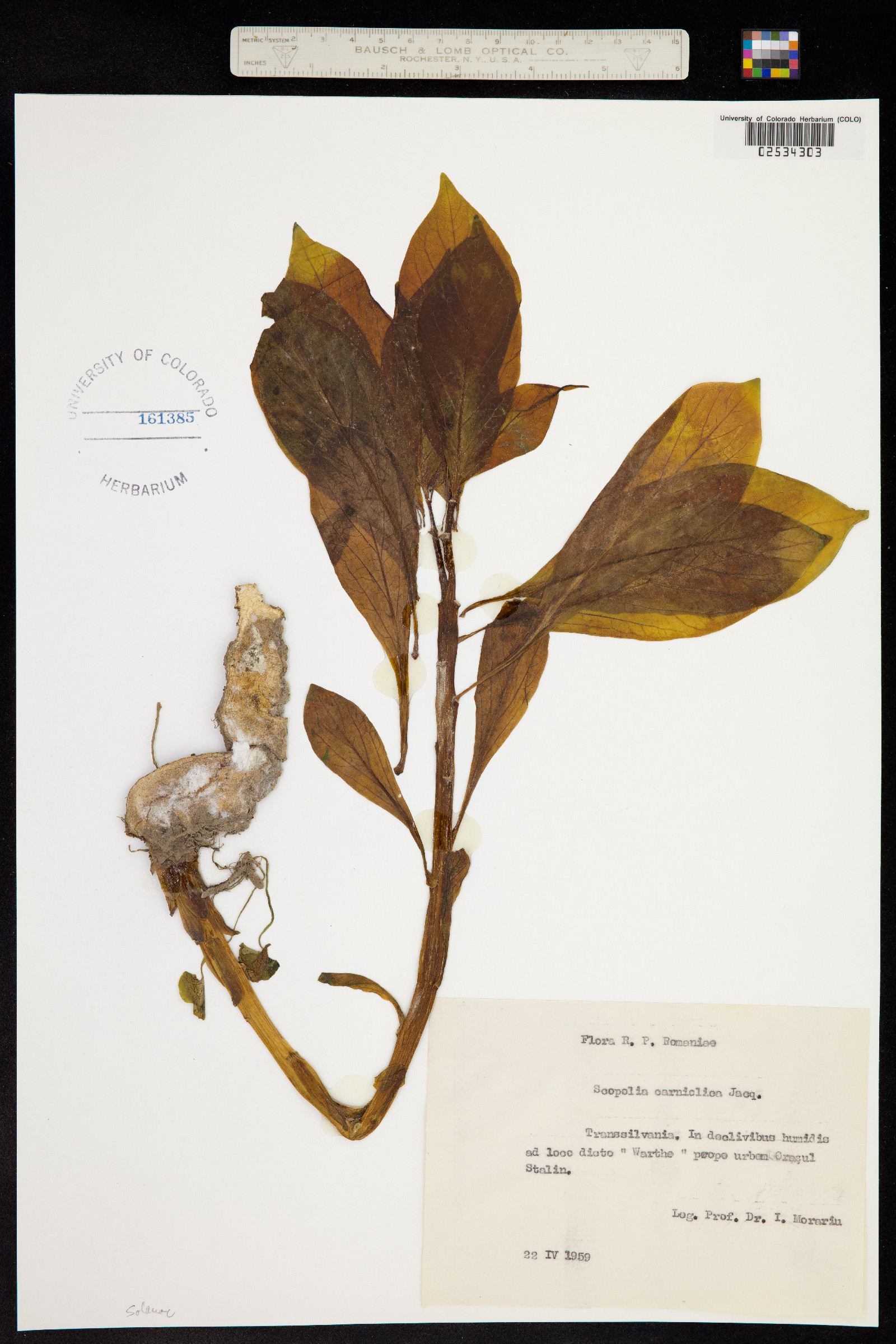 Scopolia carniolica image