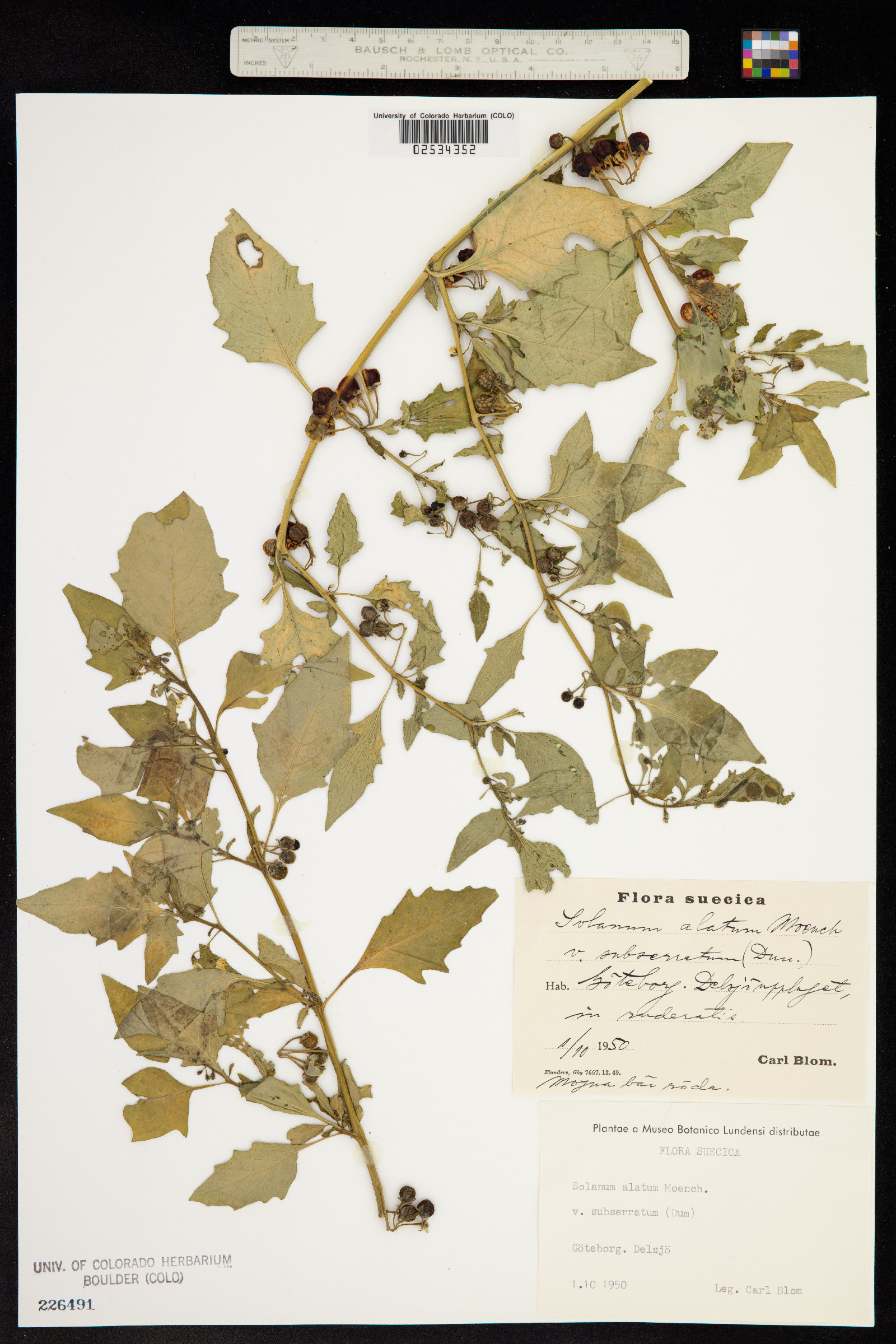 Solanum villosum image