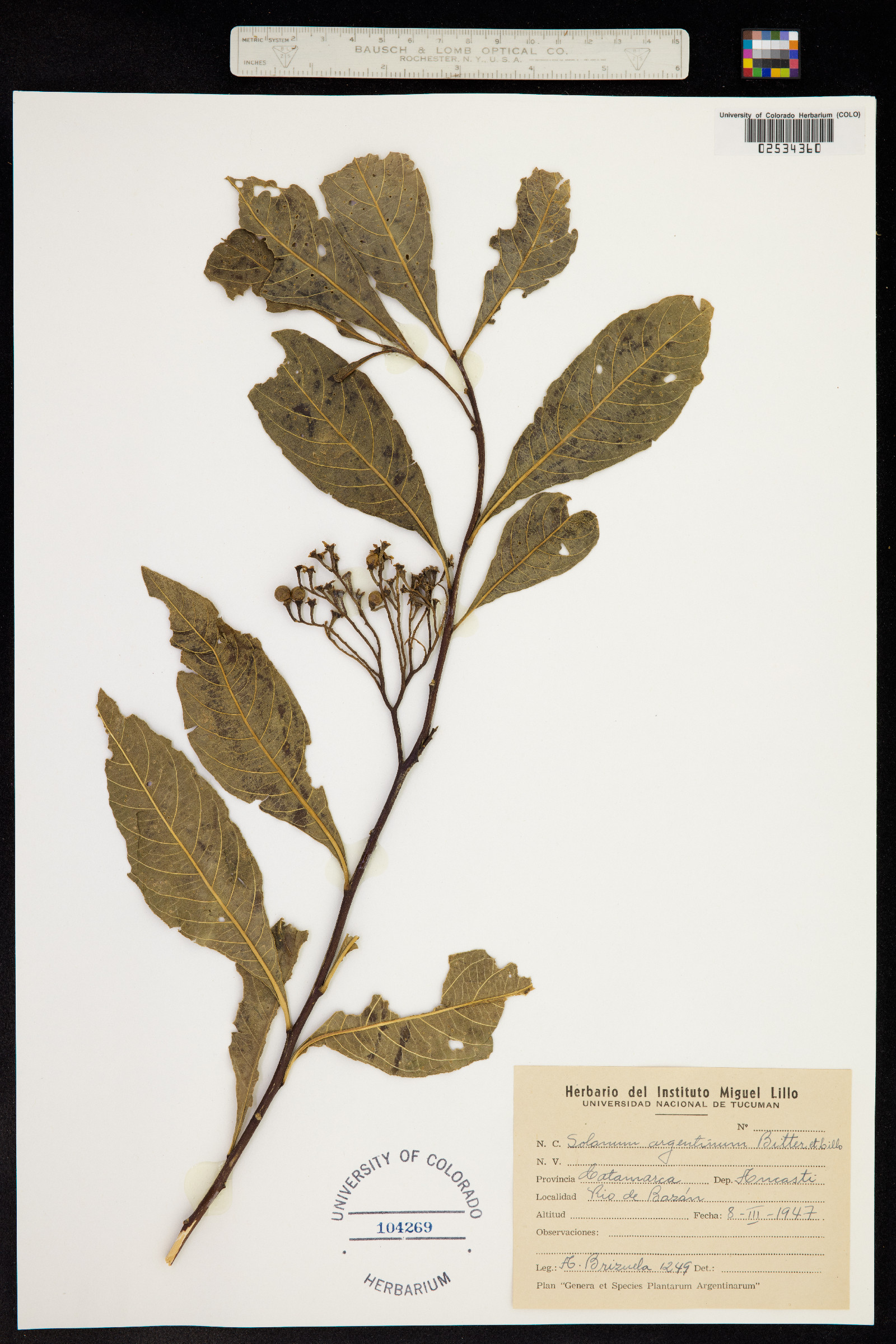 Solanum argentinum image