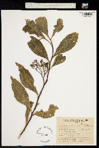 Solanum argentinum image